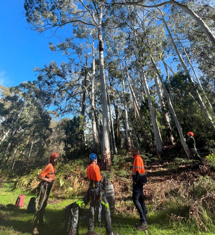 Tree climbers spot hollow