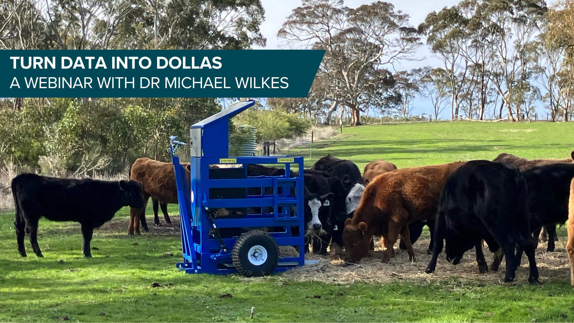 Turn Data into Dollars thumbnail