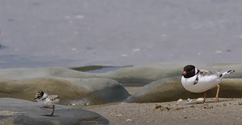 Video hooded plover conservation