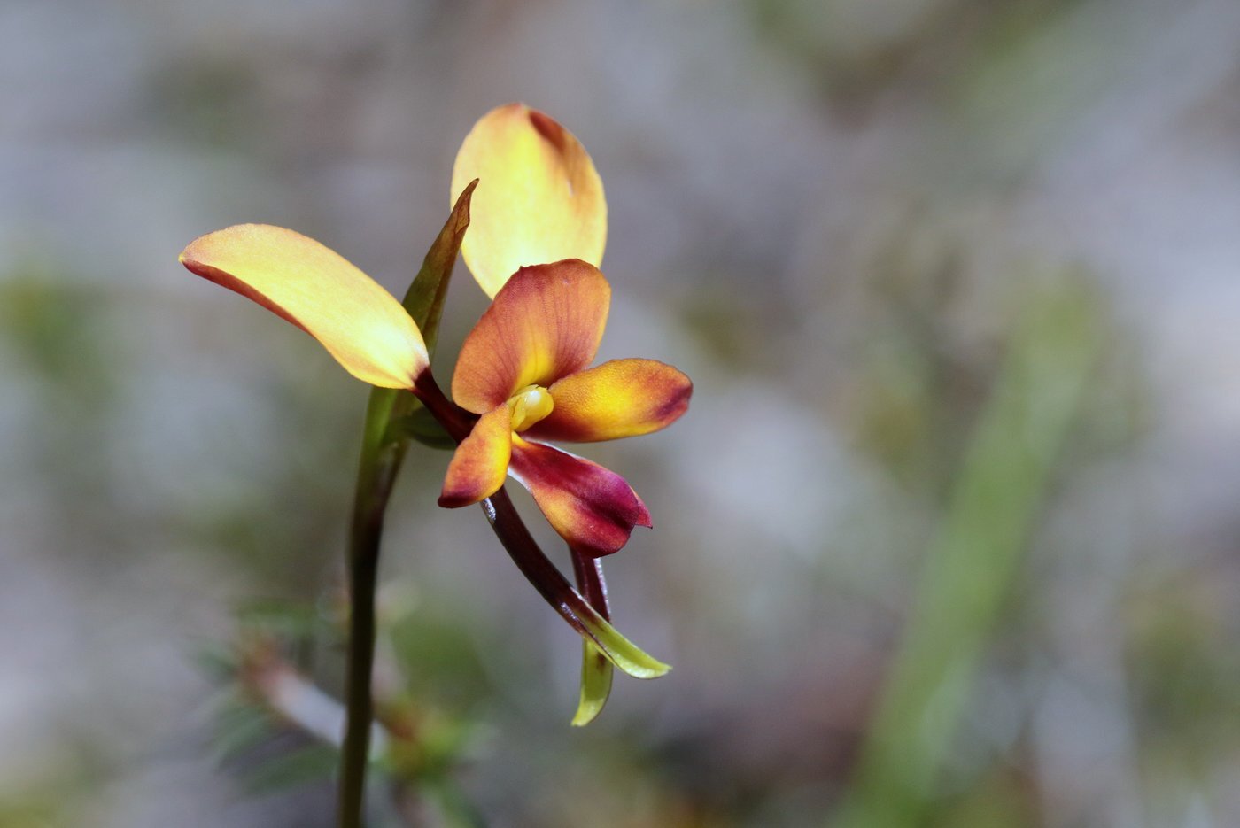 Wallflower Donkey Orchid 01 MS
