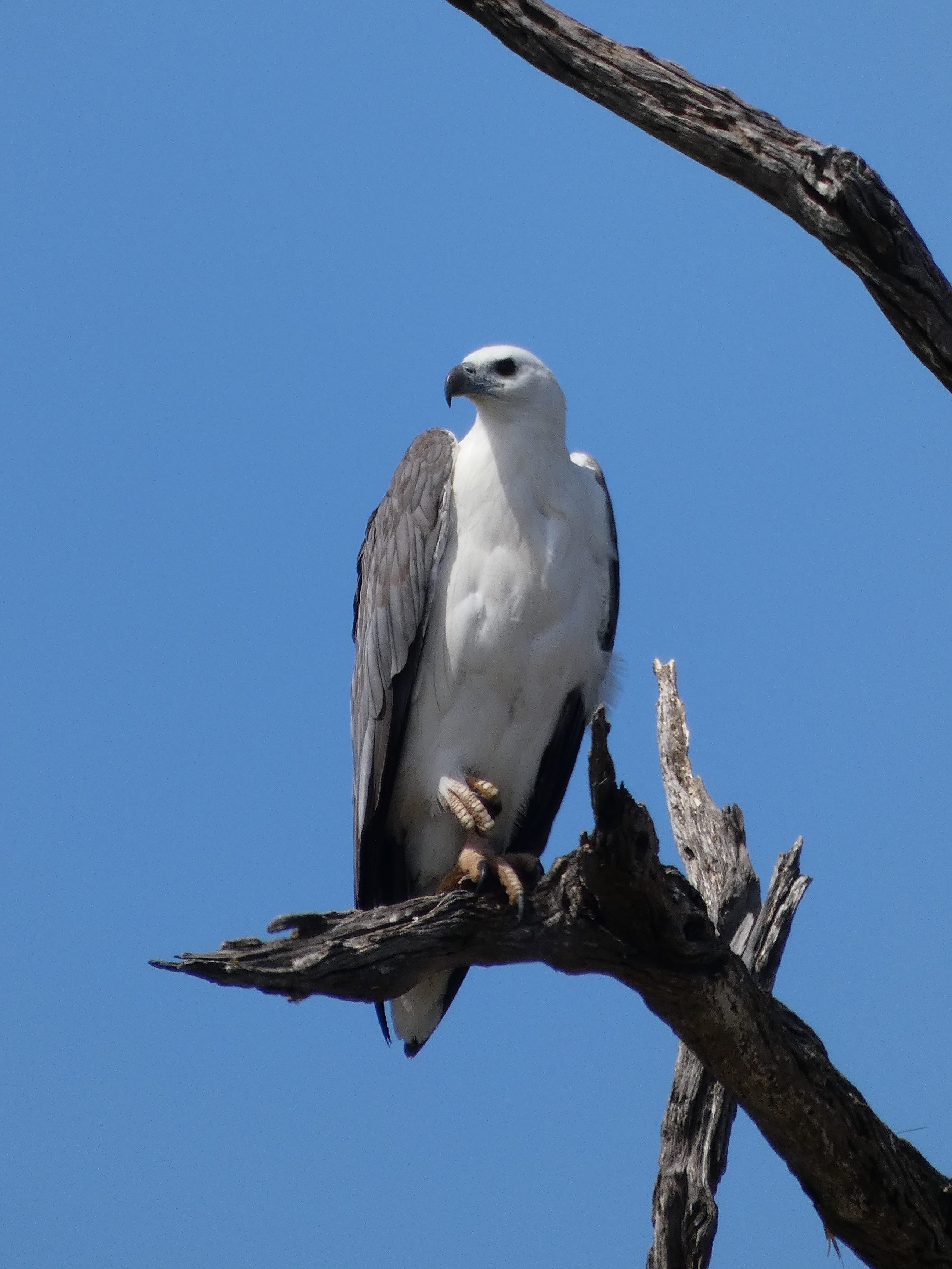 White bellied sea eagle 2