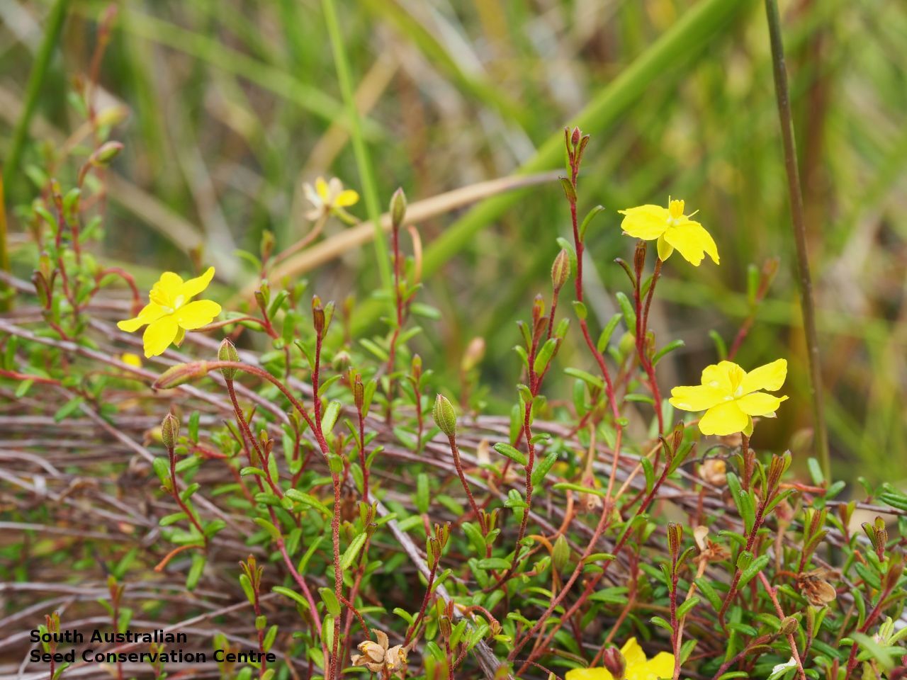 Yundi guinea flower Photo D Duval 1