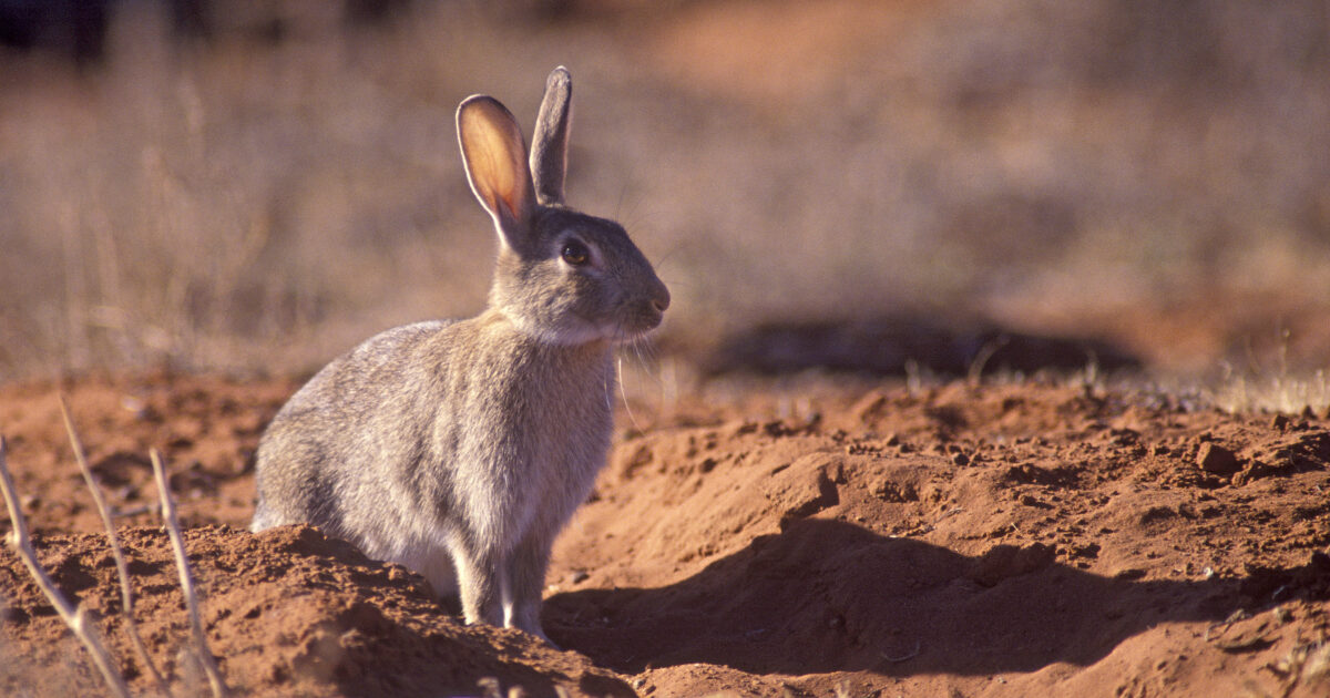 Managing wild rabbits… | Landscape South Australia - Hills & Fleurieu