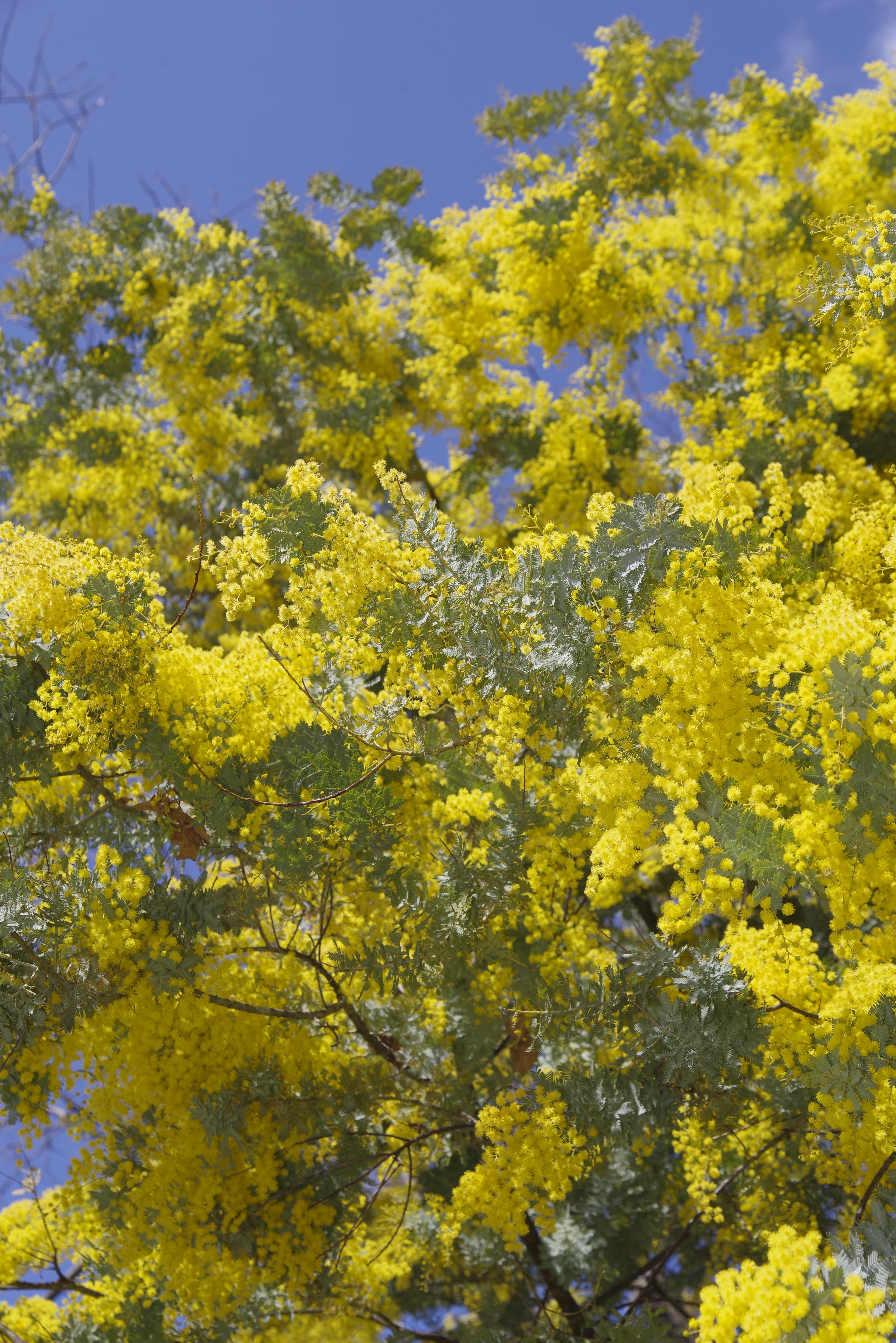 Acacia baileyana shutterstock 2757590137
