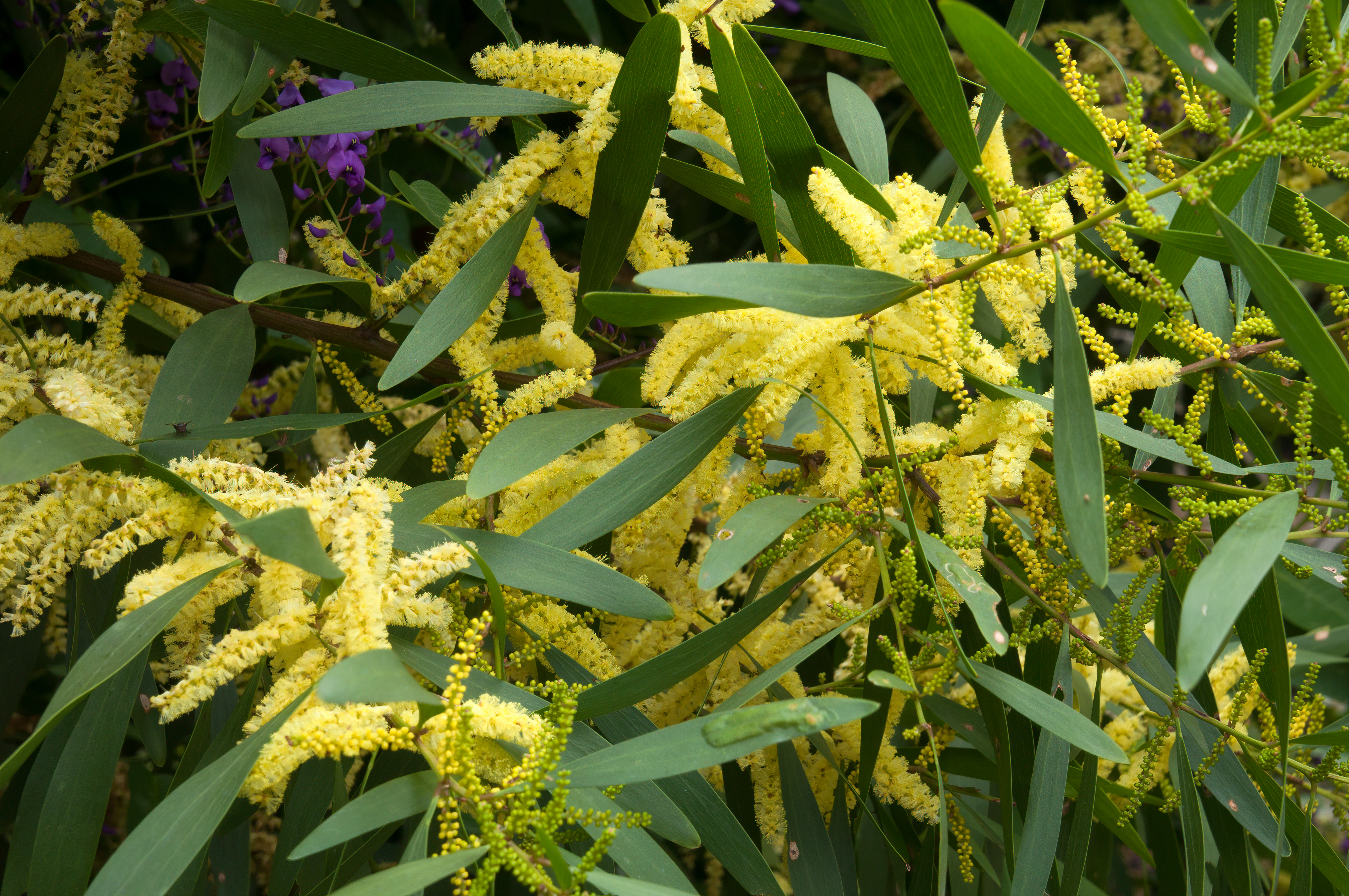 Acacia lingifolia shutterstock 1903222438