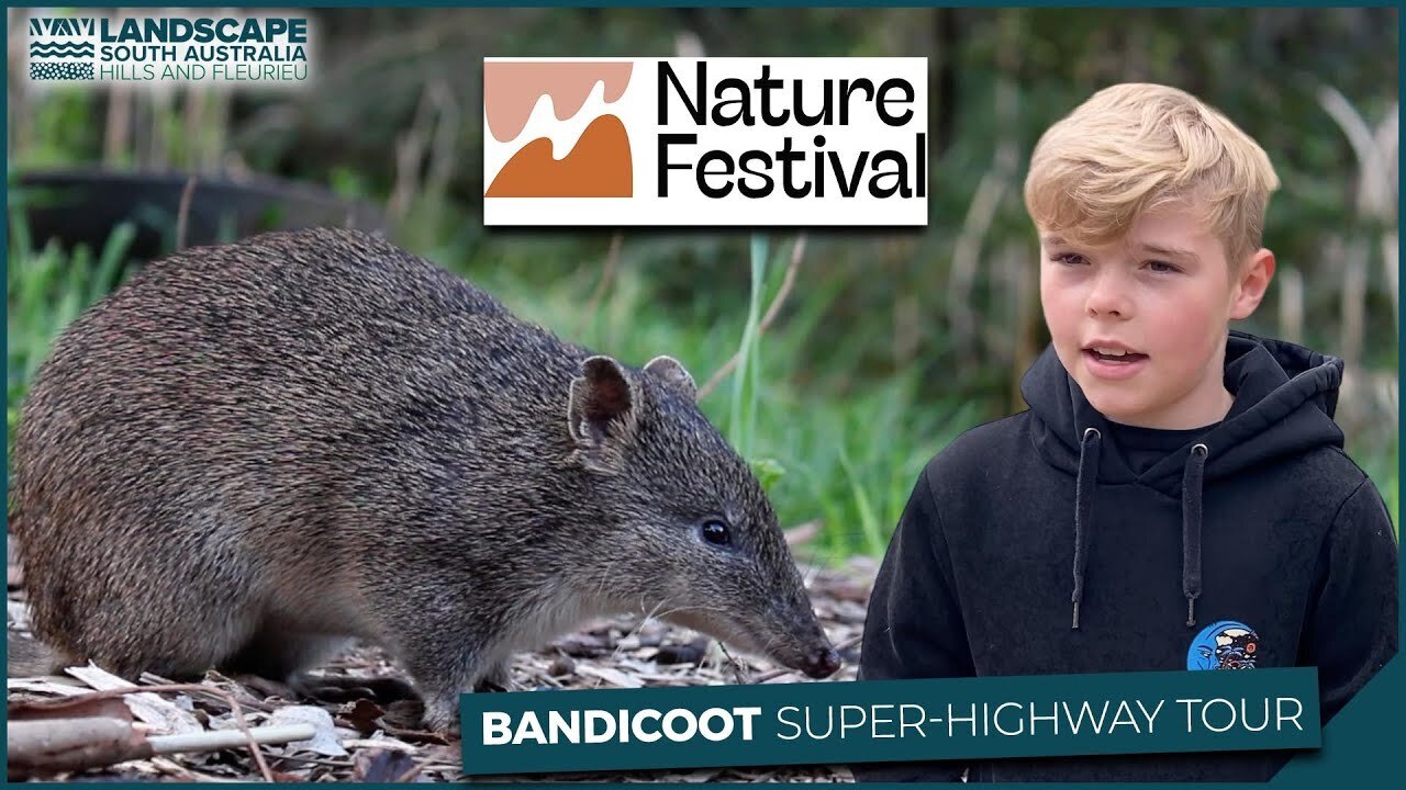 Bandicoot event thumb