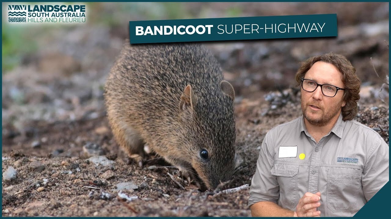 Bandicoot superhighway thumb