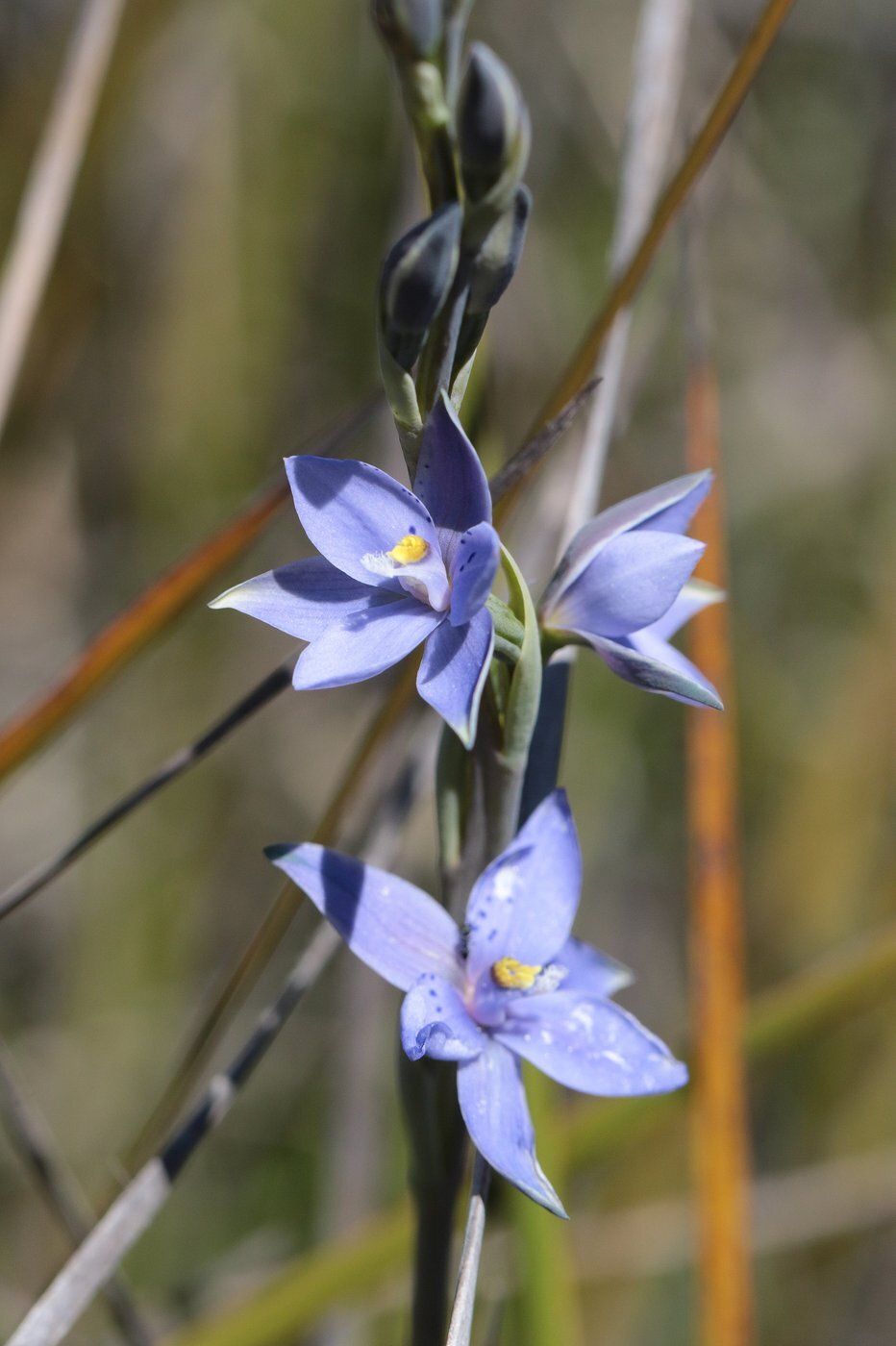 Blue spotted orchid MS