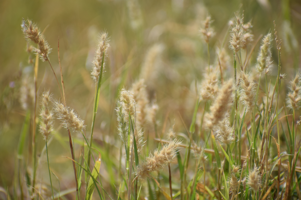 Buffel grass shutterstock 1739494049