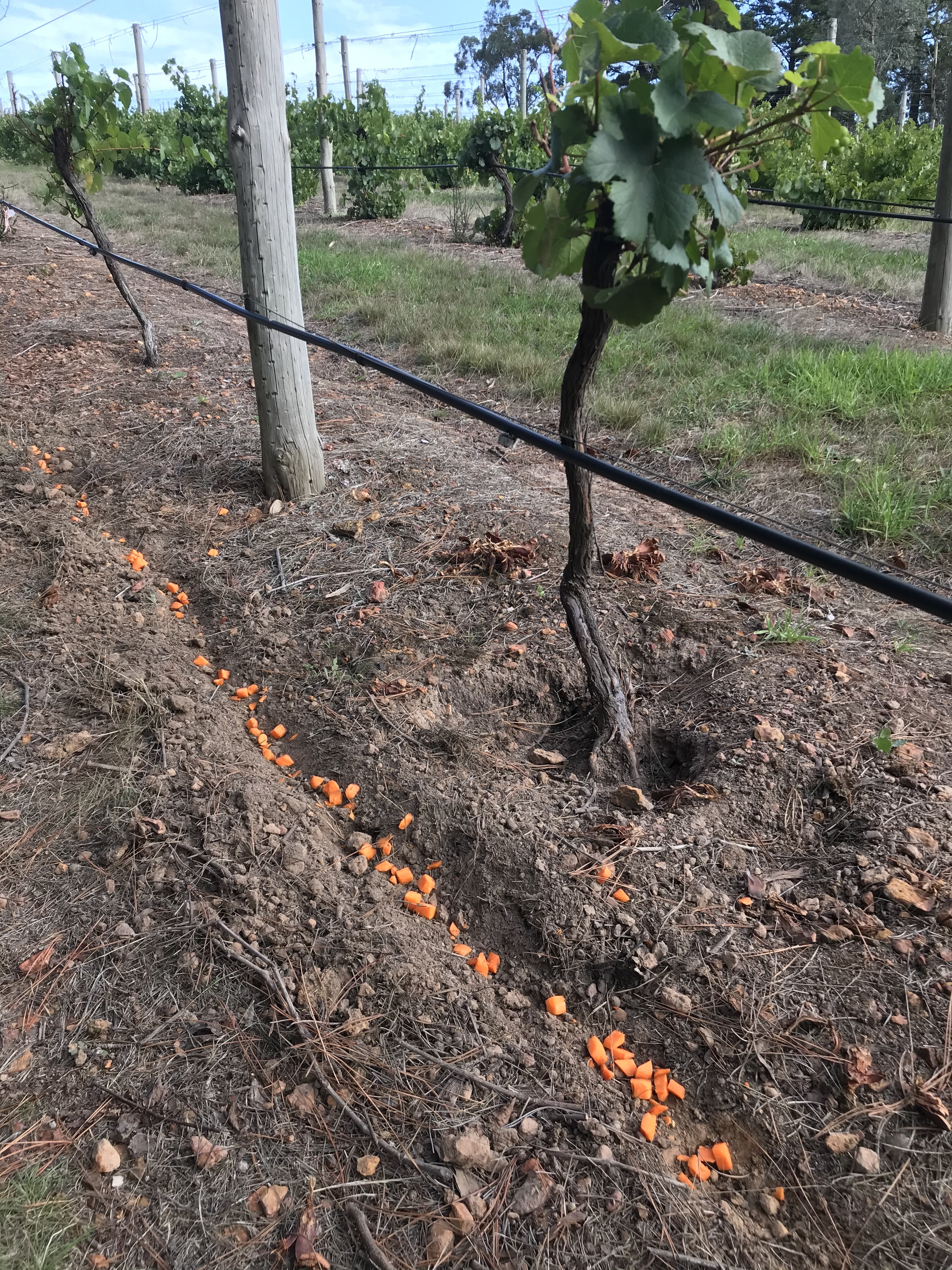 Carrots in trail