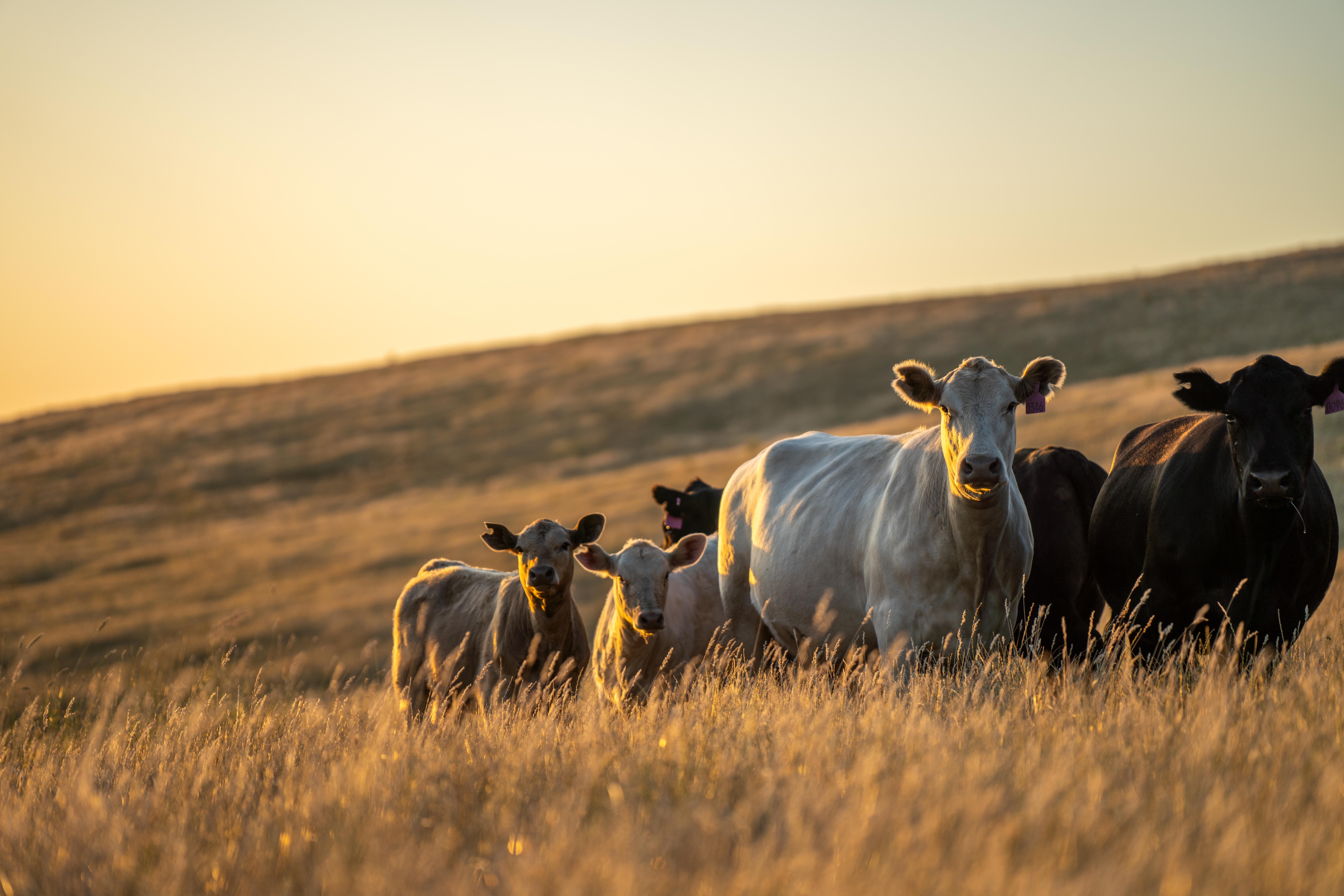 Cattle shutterstock 2417686249