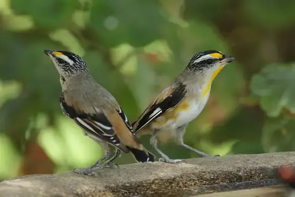 Citizen science birdlife australia birdata