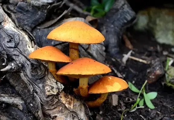 Citizen science fungimap