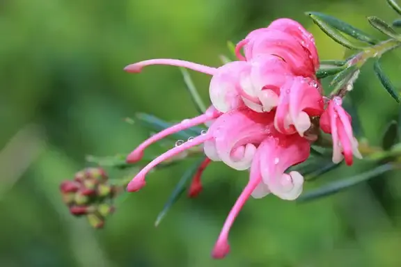 Citizen science inaturalise flora and fauna