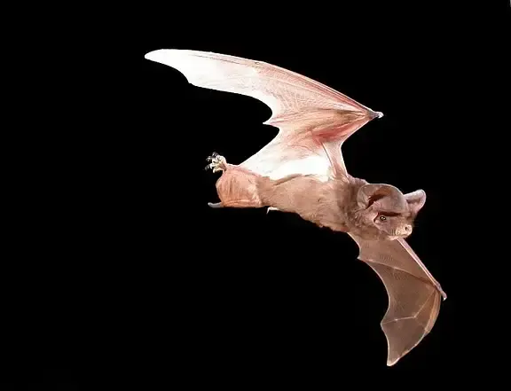 Citizen science mircobat monitoring