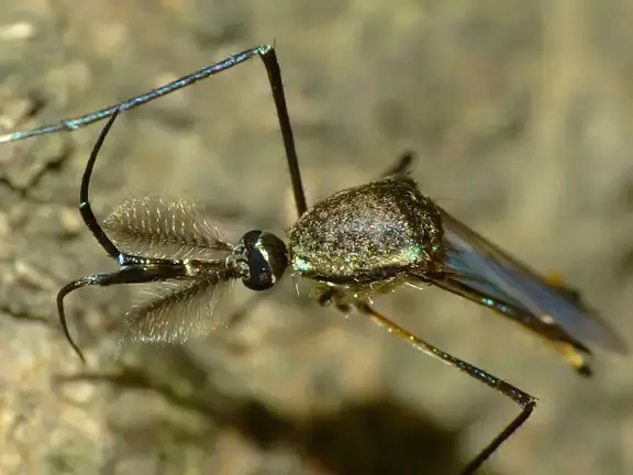 Citizen science mozzie monitors