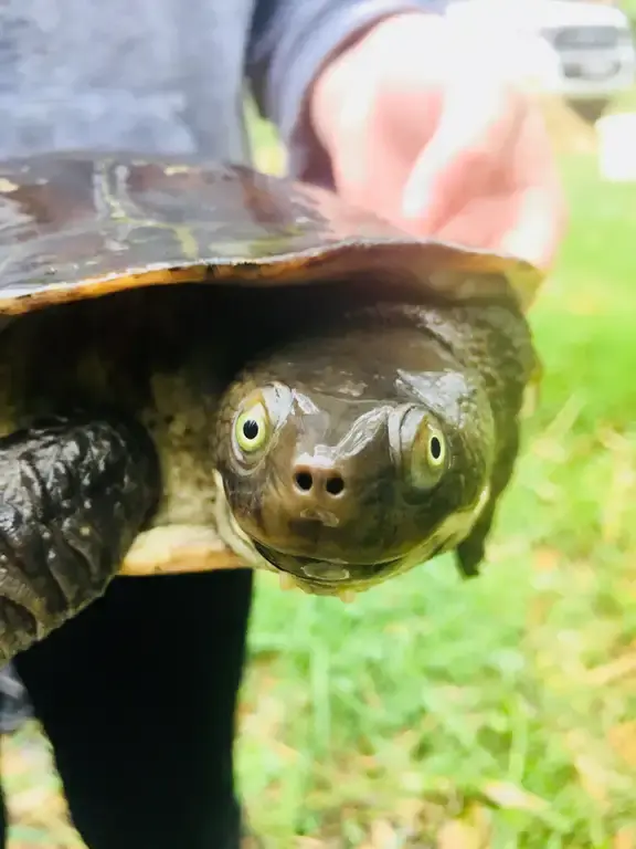 Citizen science turtlesat