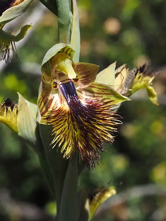 Citizen science wild orchid watch