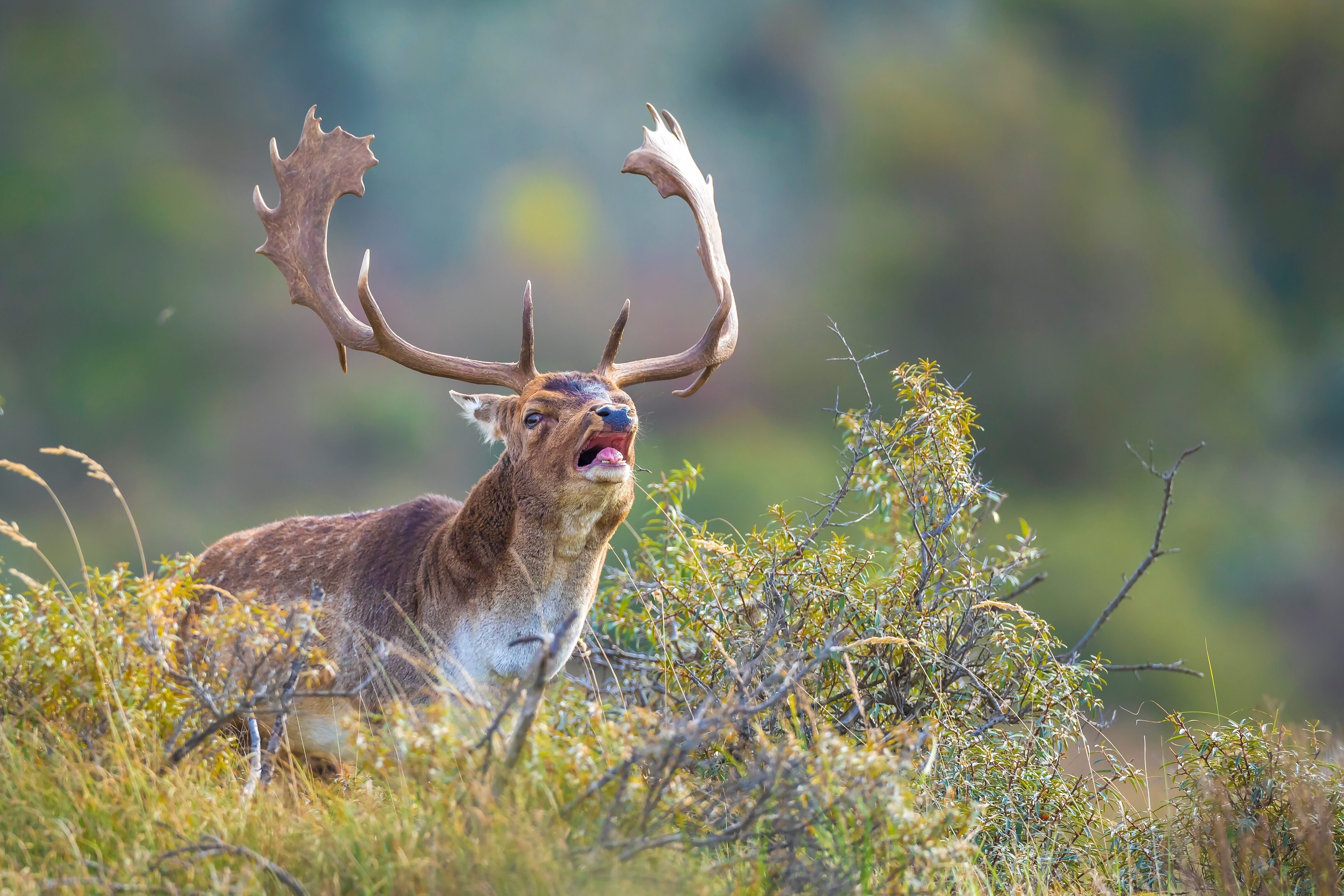 Deer for pest plant and animal strategy