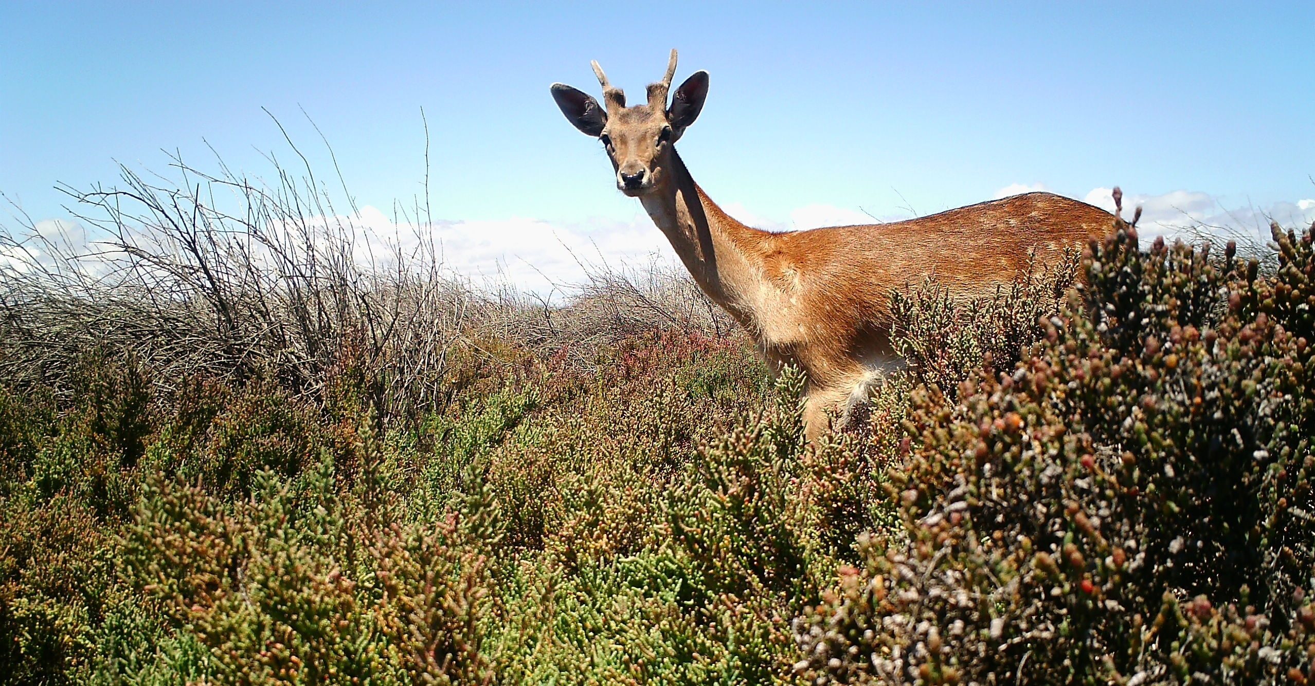 Deer in samphire Buckland Park