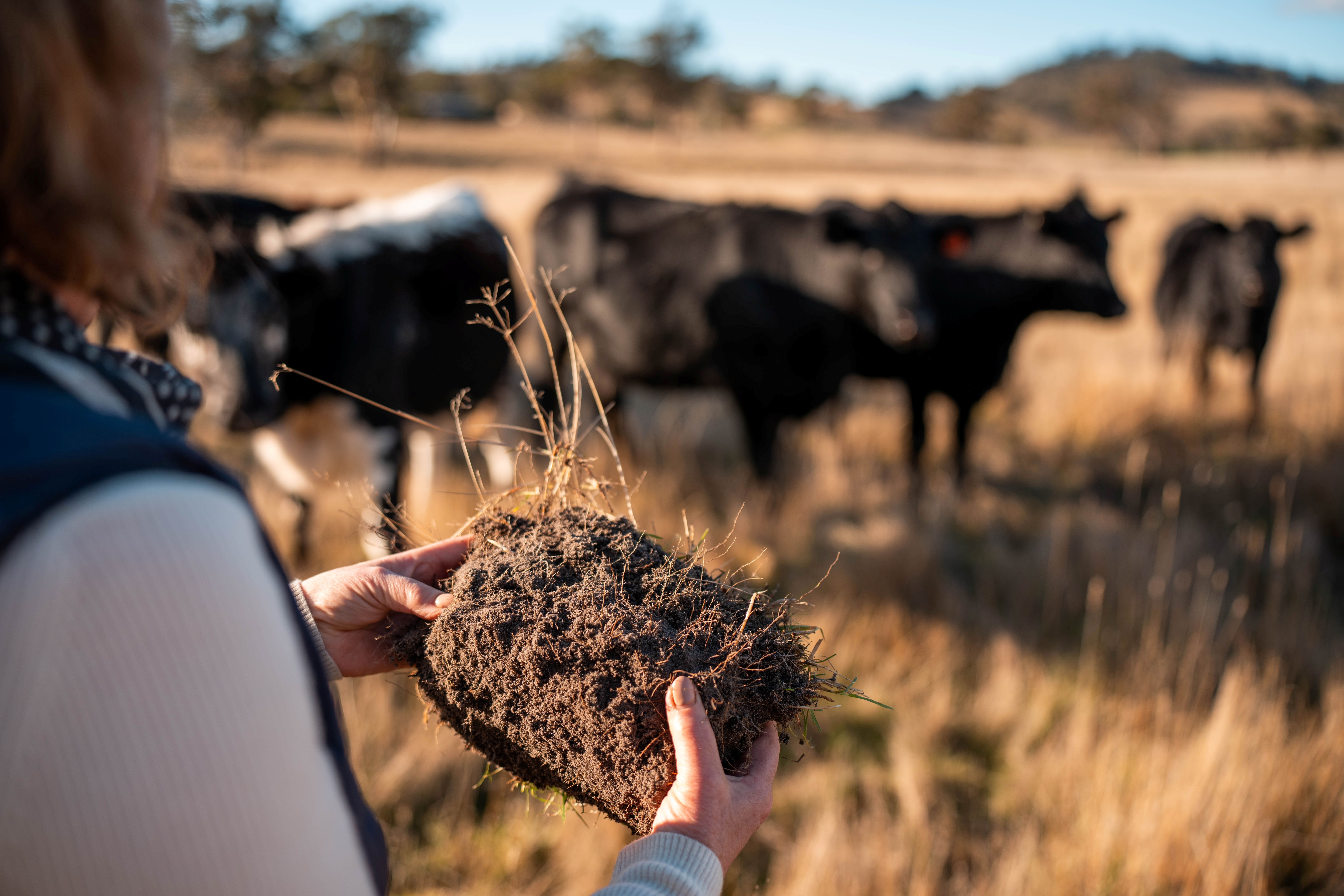Dry times shutterstock 2641806863