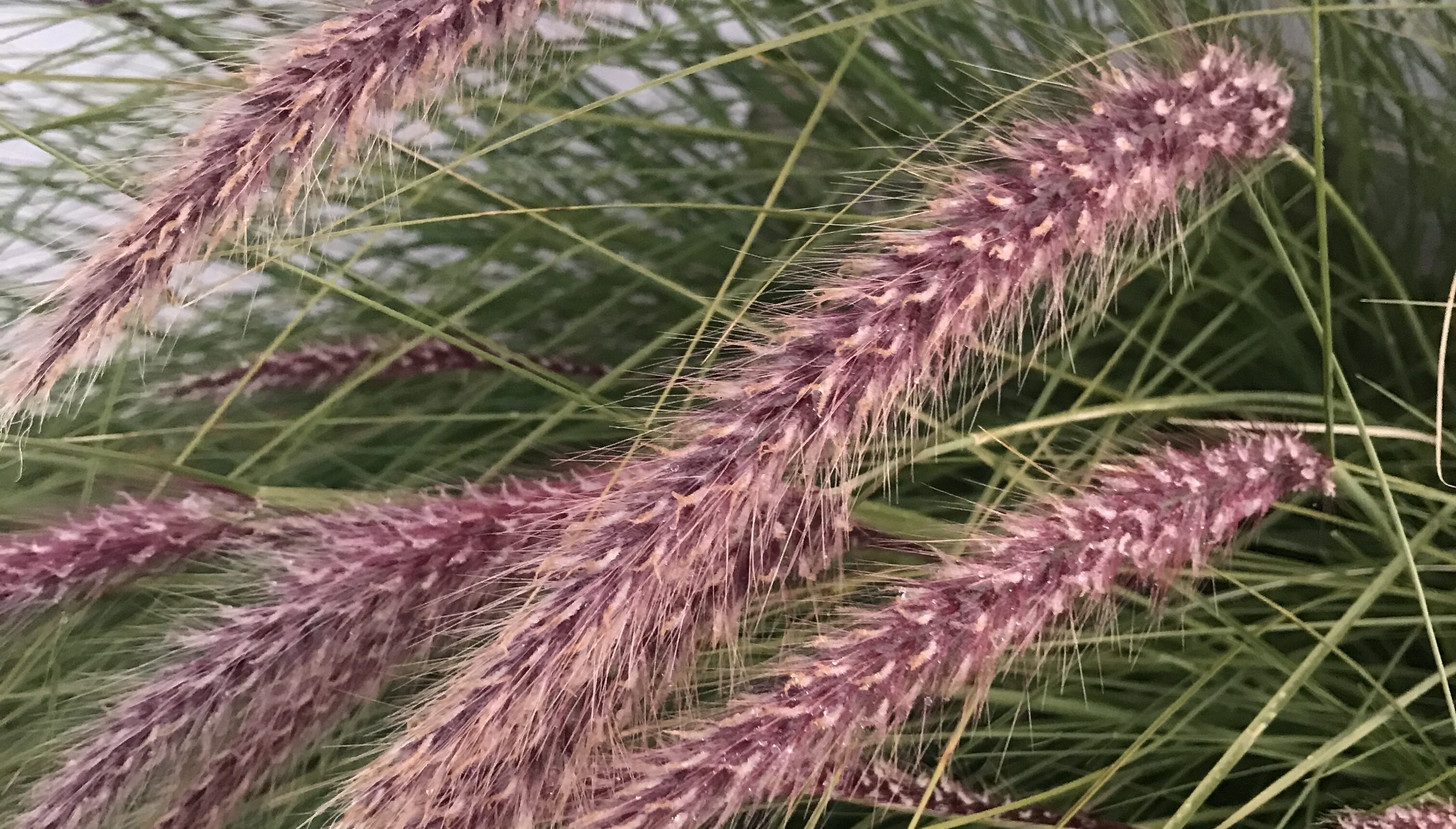 Fountain grass close up credit monica seiler