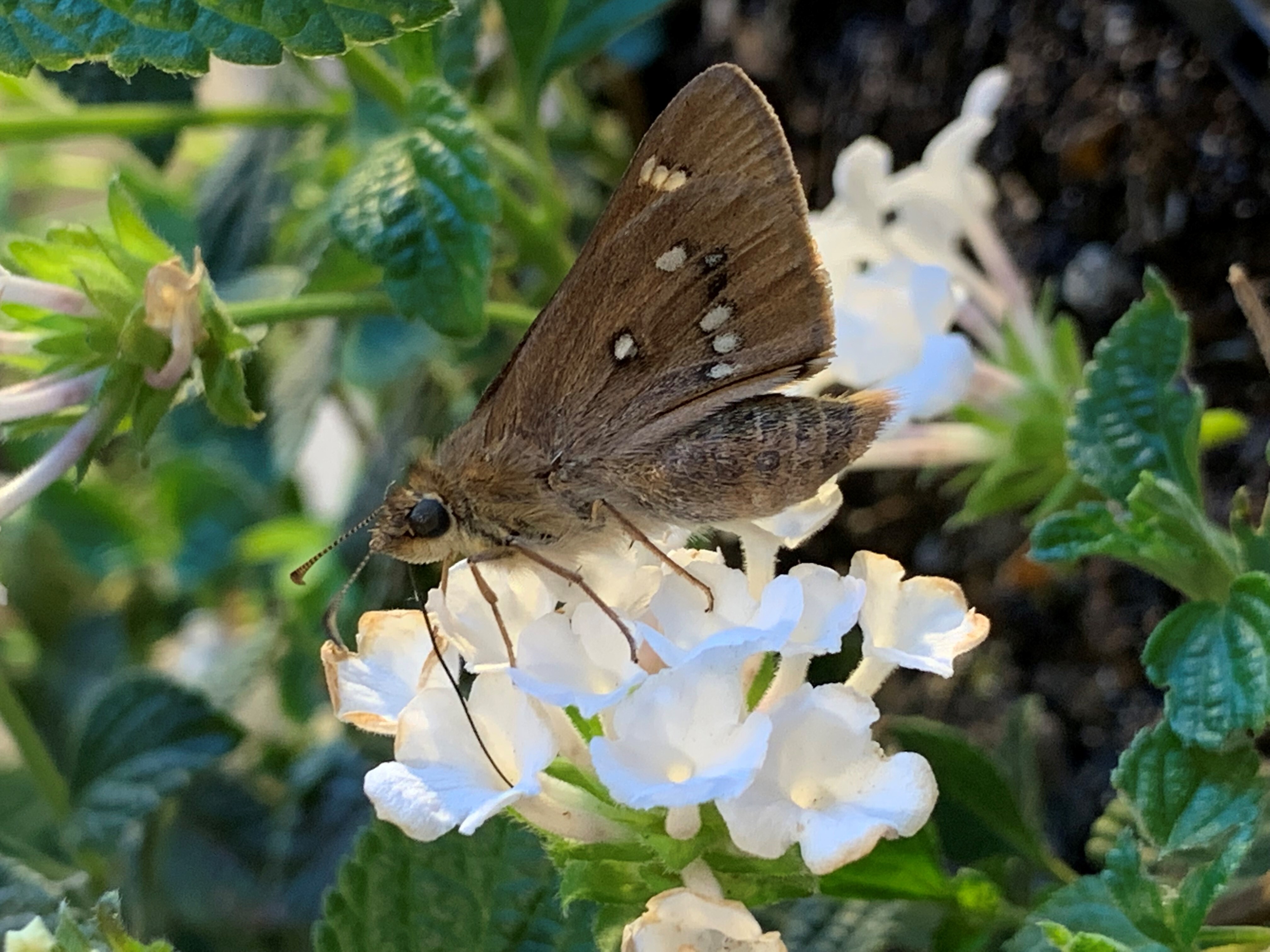 Golden haired sedge skipper M Endacott