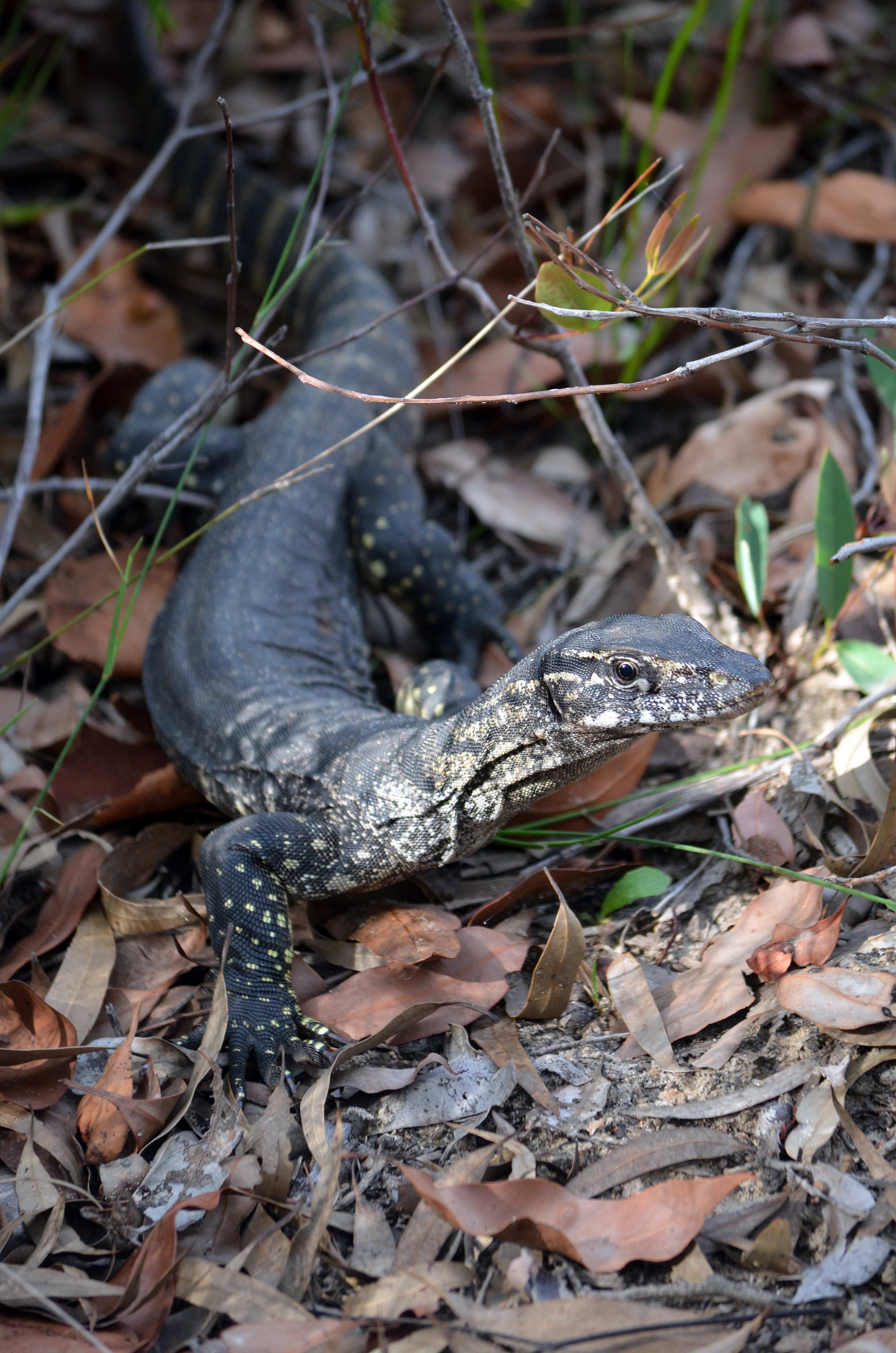 Heath goanna shutterstock small