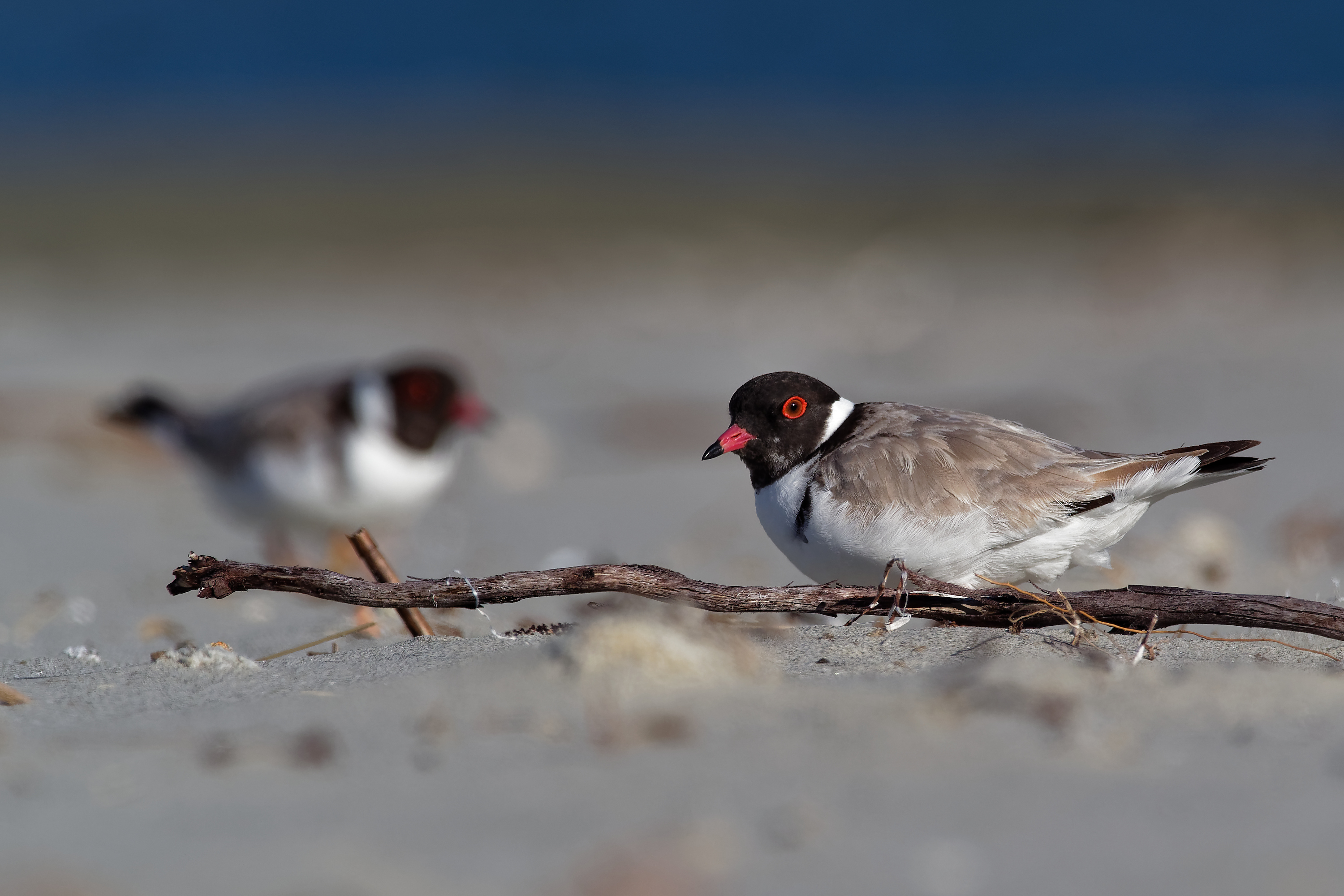 Hooded plover