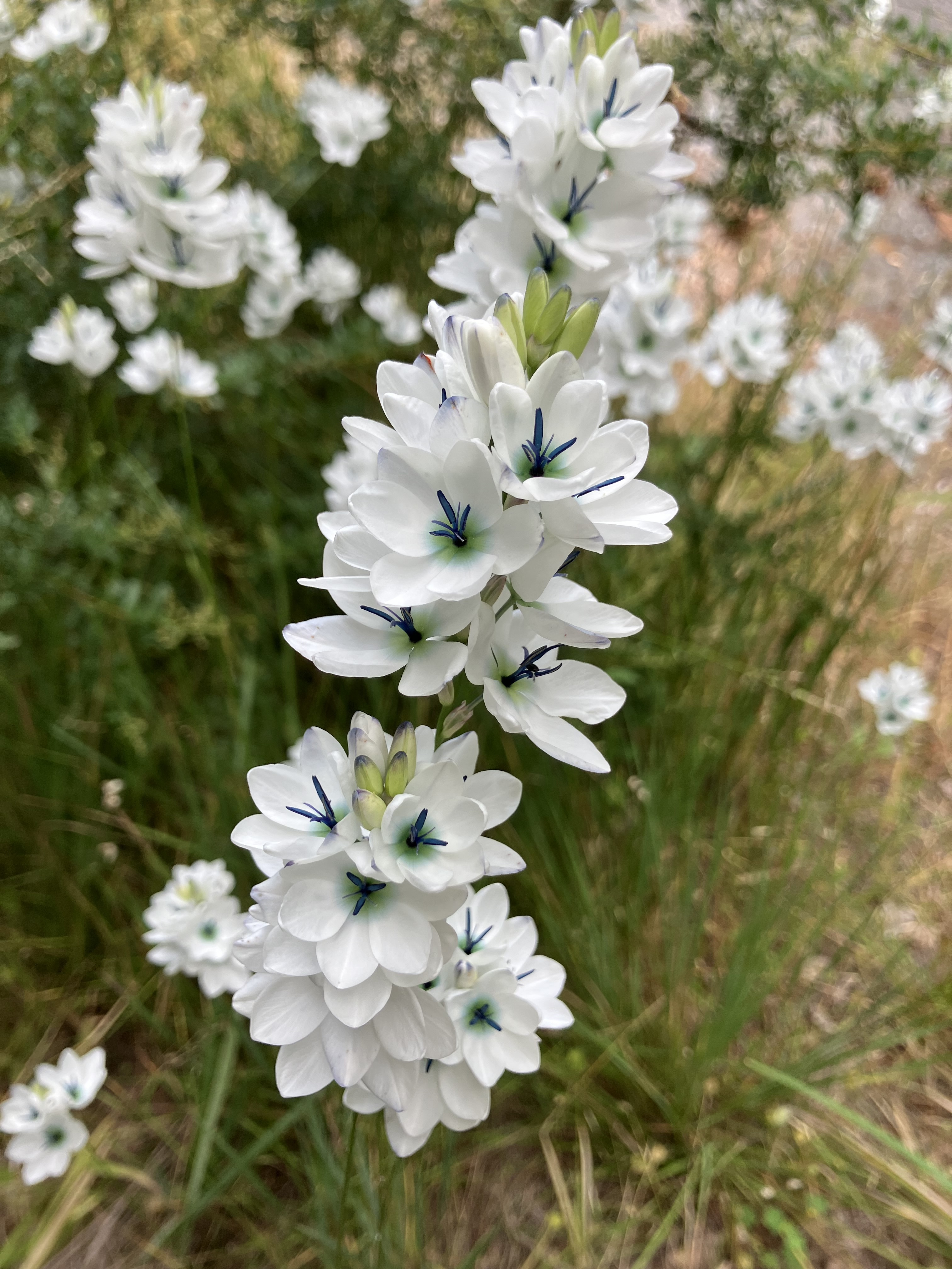 Ixia