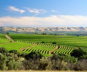 Mclaren vale vines landscape