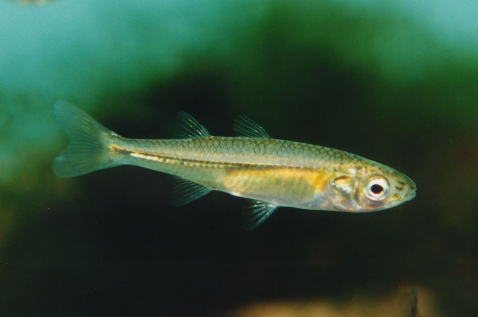 Murray hardyhead credit G Schmida