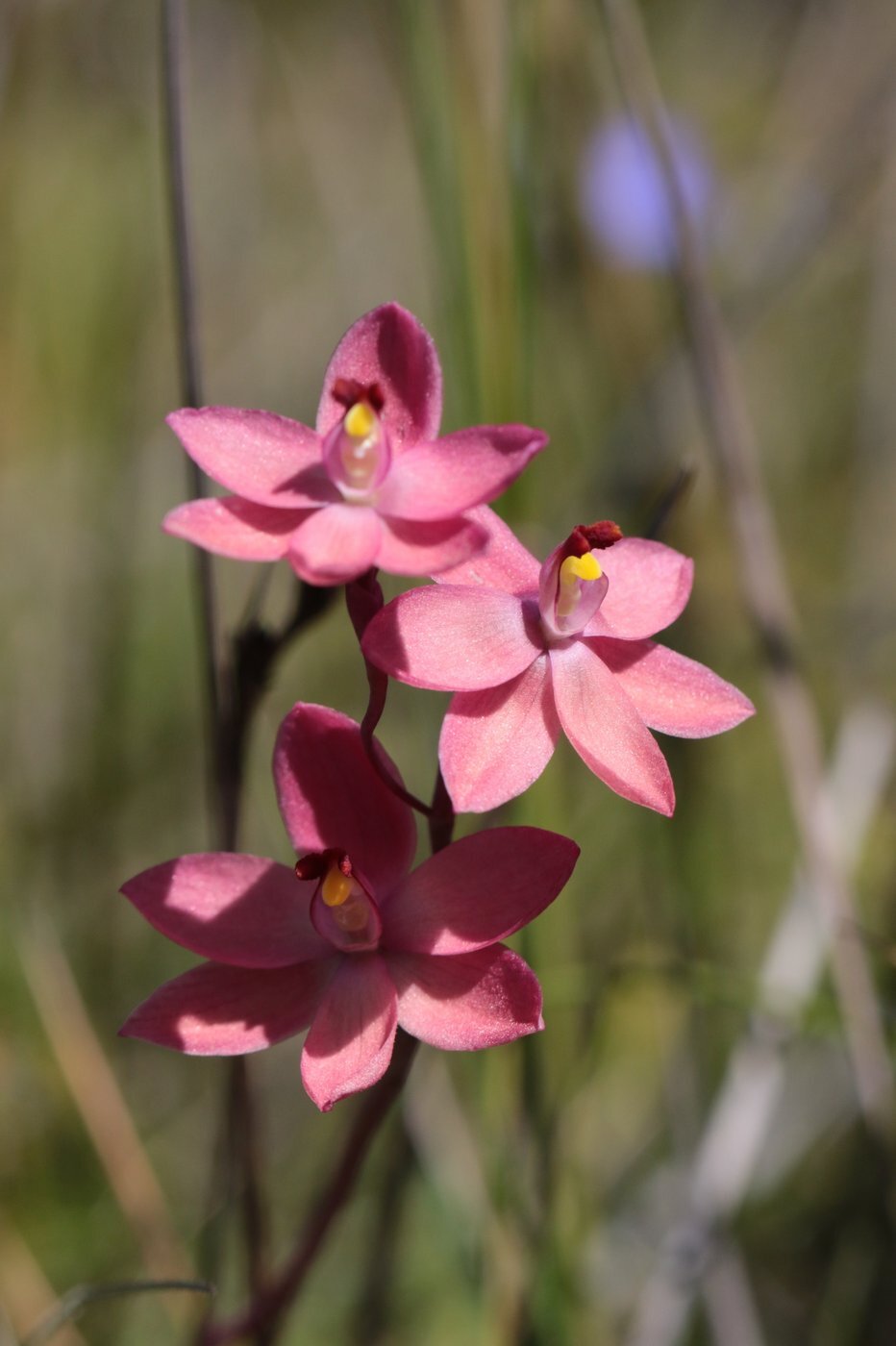 Pink orchid3 MS