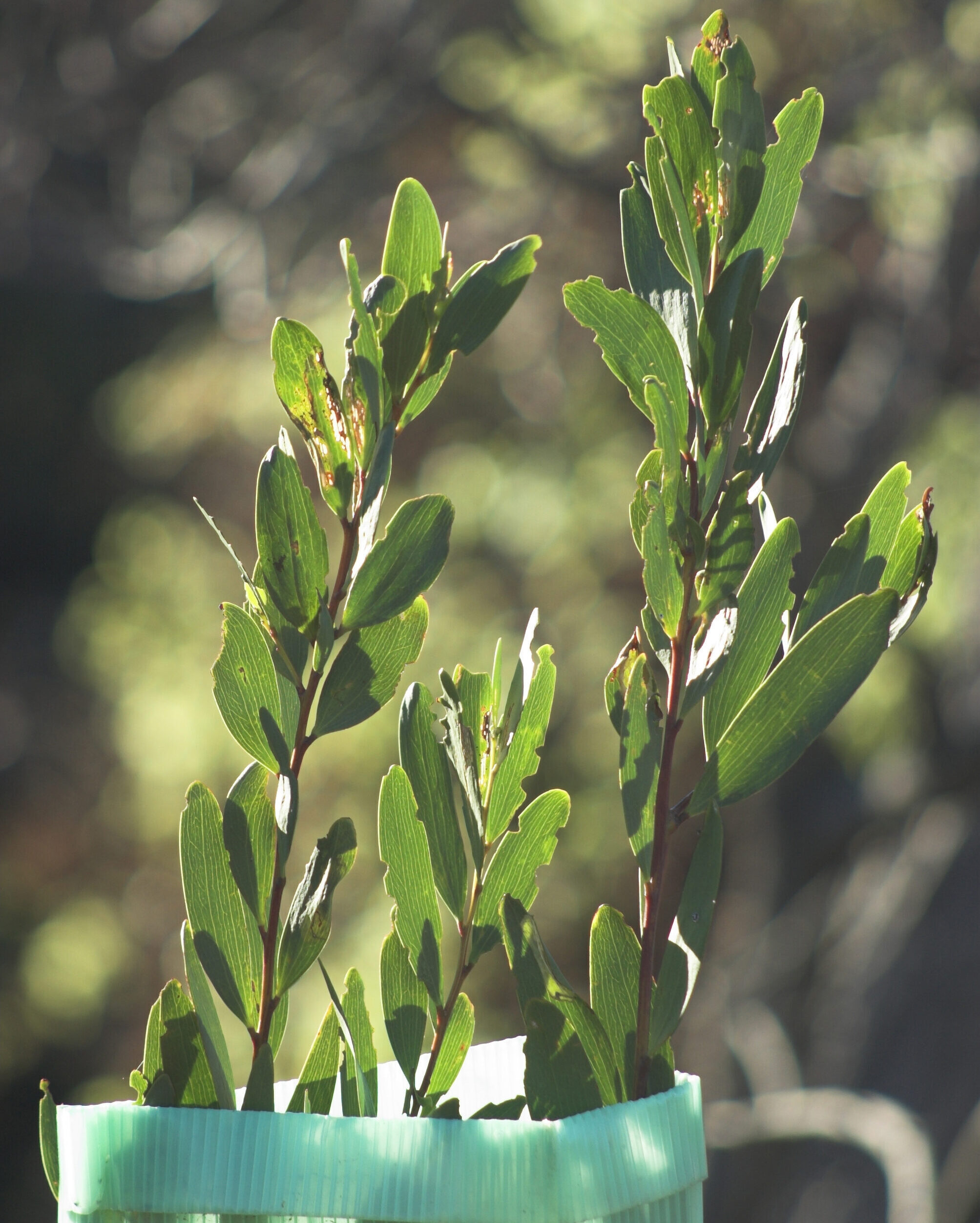 Coastal region getting a helping hand to revegetate the environment with new planting.