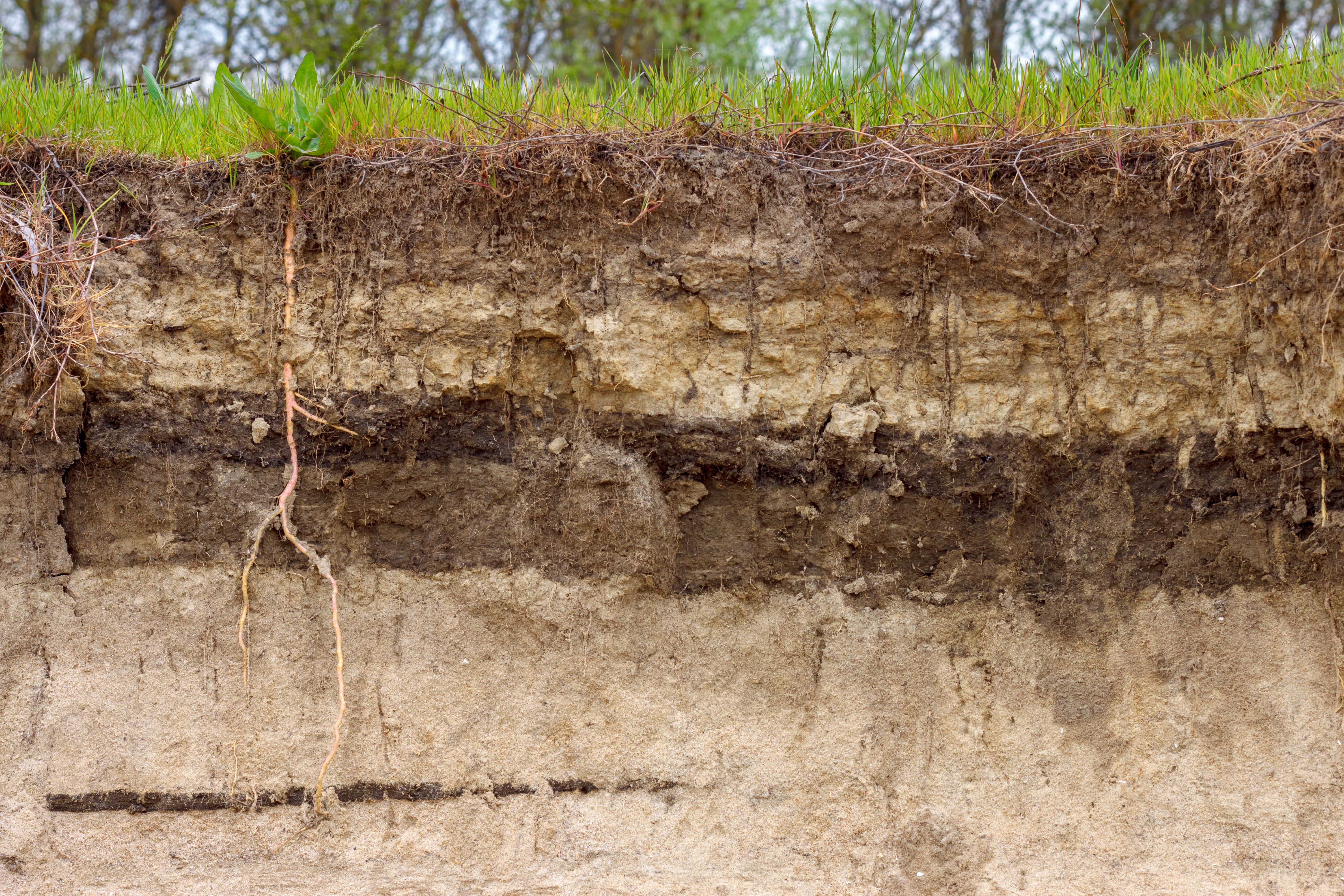 Stratigraphic section of soil with layers and grass roots. Russia, Rostov-on-Don region.