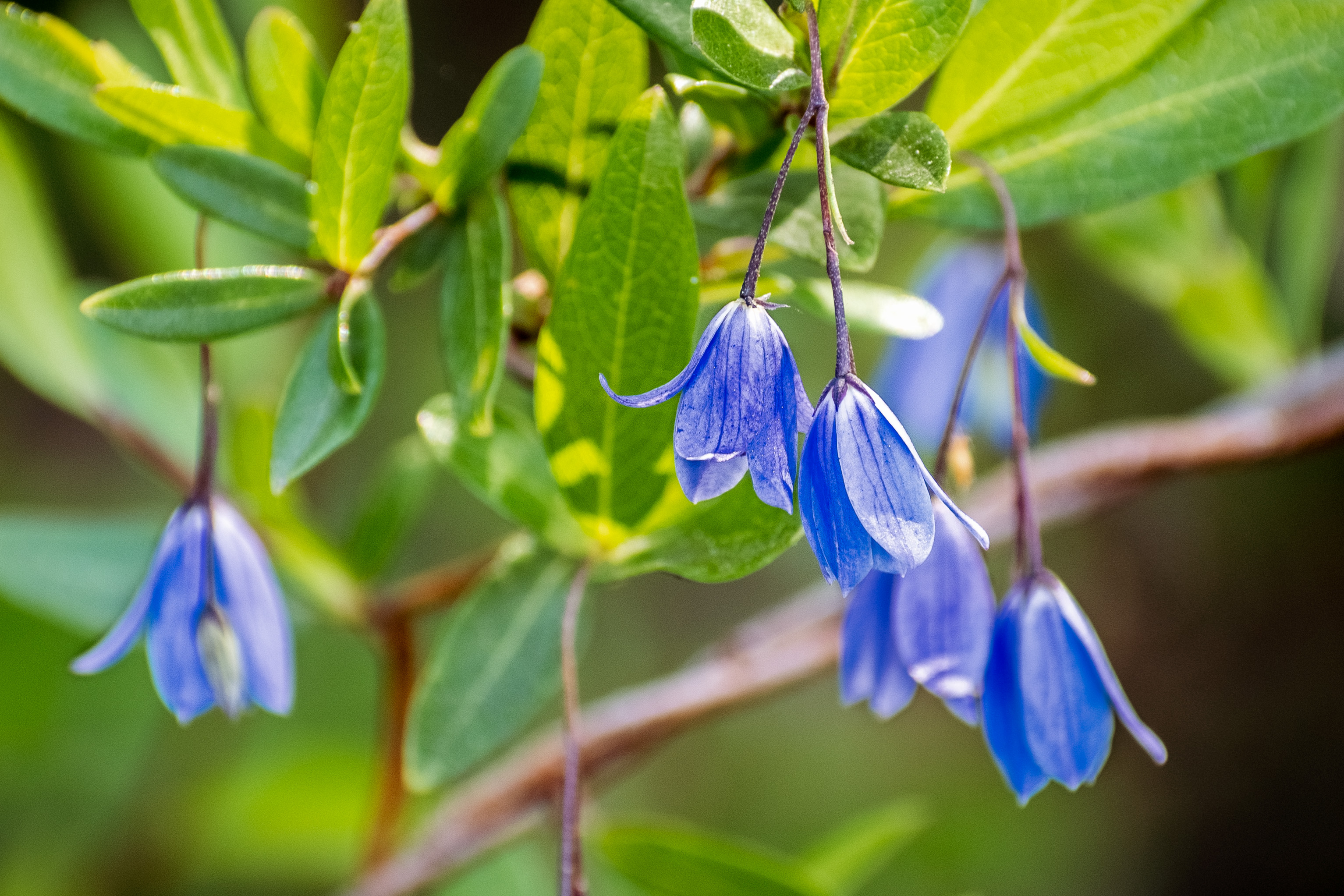 Bluebell Creeper (Billardiera heterophylla) flowers; native to Western Australia, but grown as an ornamental plant in appropriate climates worldwide