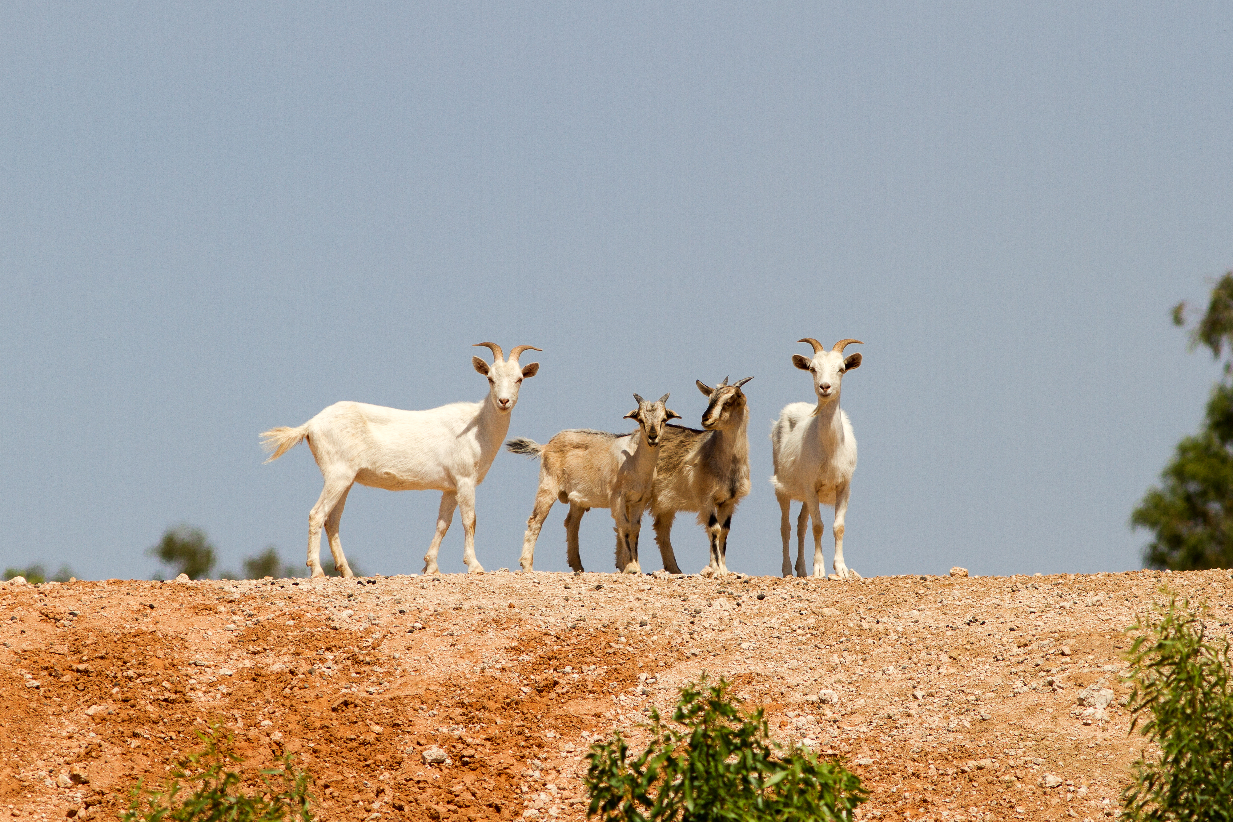 Australian Feral Goats on hill
