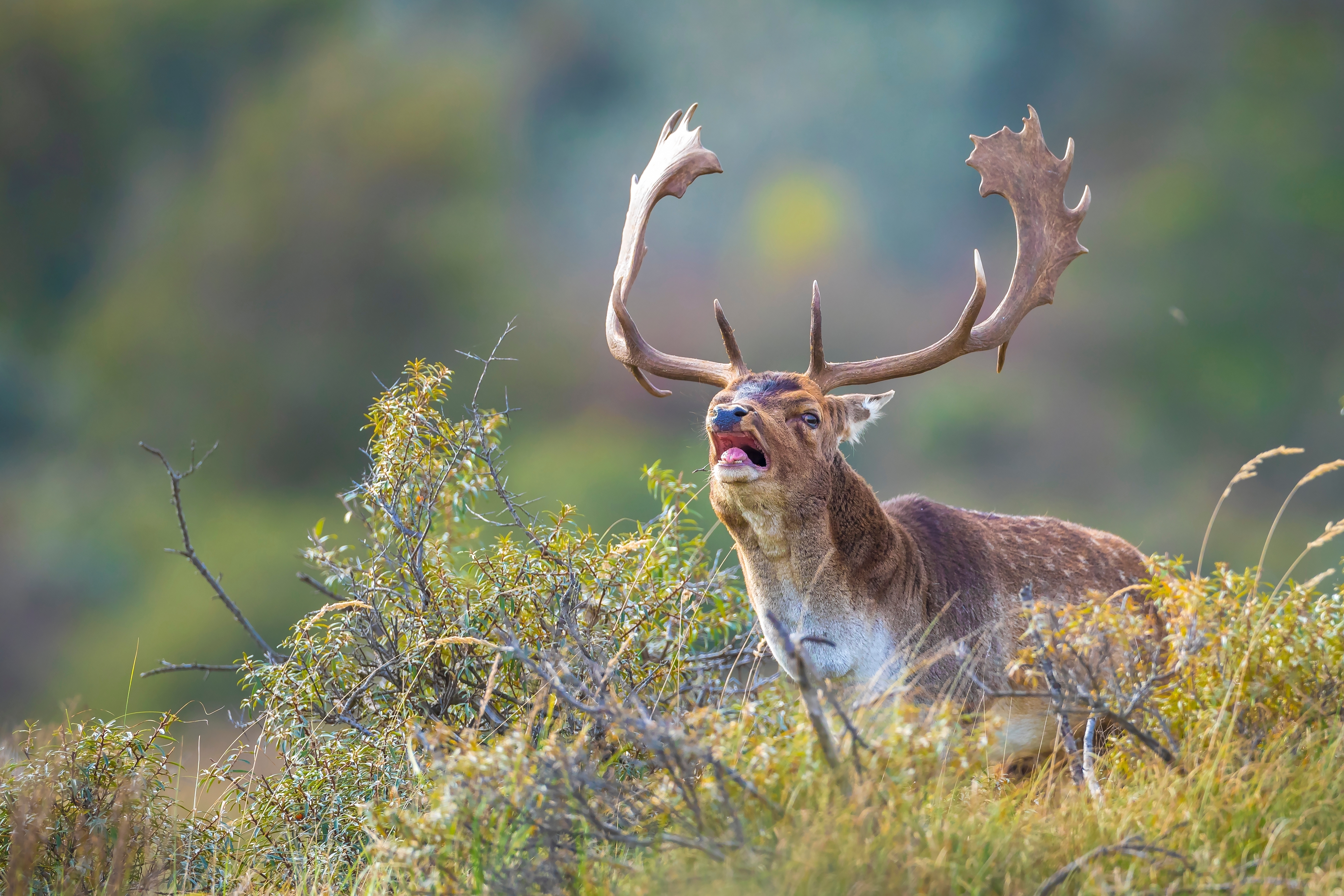 Fallow deer Dama Dama male stag with big antlers during rutting season. The Autumn sunlight and nature colors are clearly visible on the background.