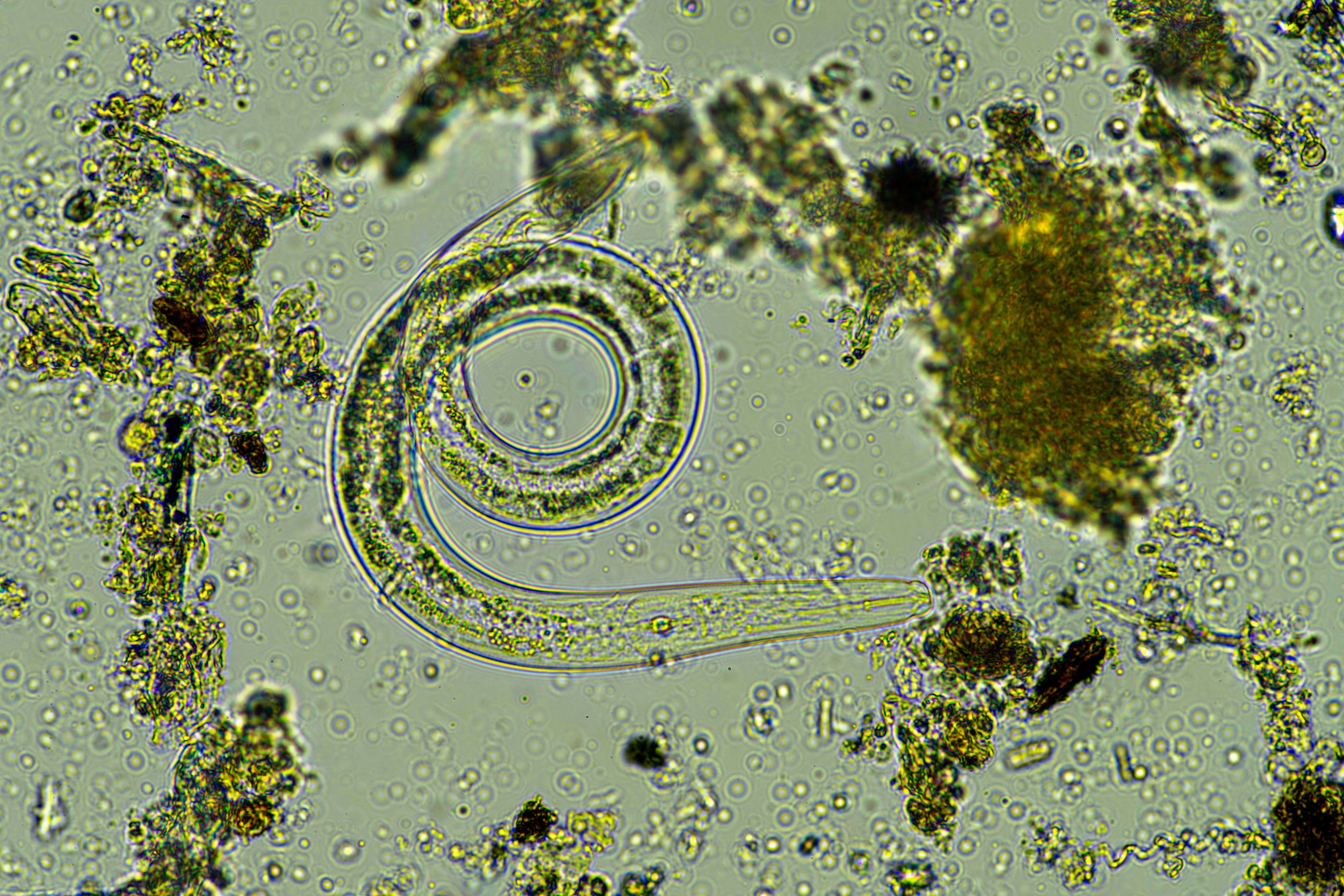Shutterstock 2169472899 nematobe edited
