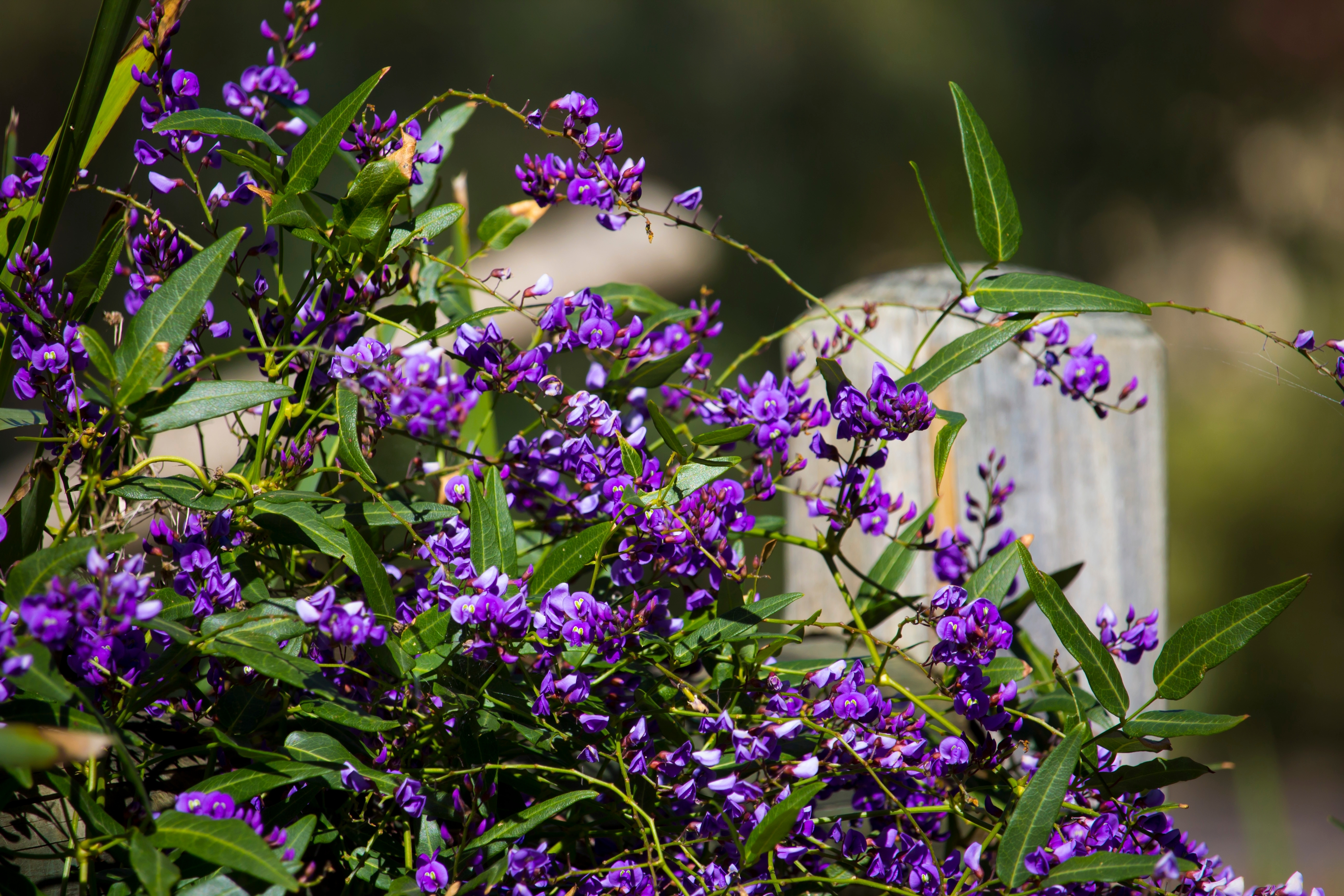 Iconic West Australian purple wild flower creeper Hardenbergia Violaceae  with its weeping habit in glorious bloom in late winter adds color to the bush garden and  park lands in Dalyellup.