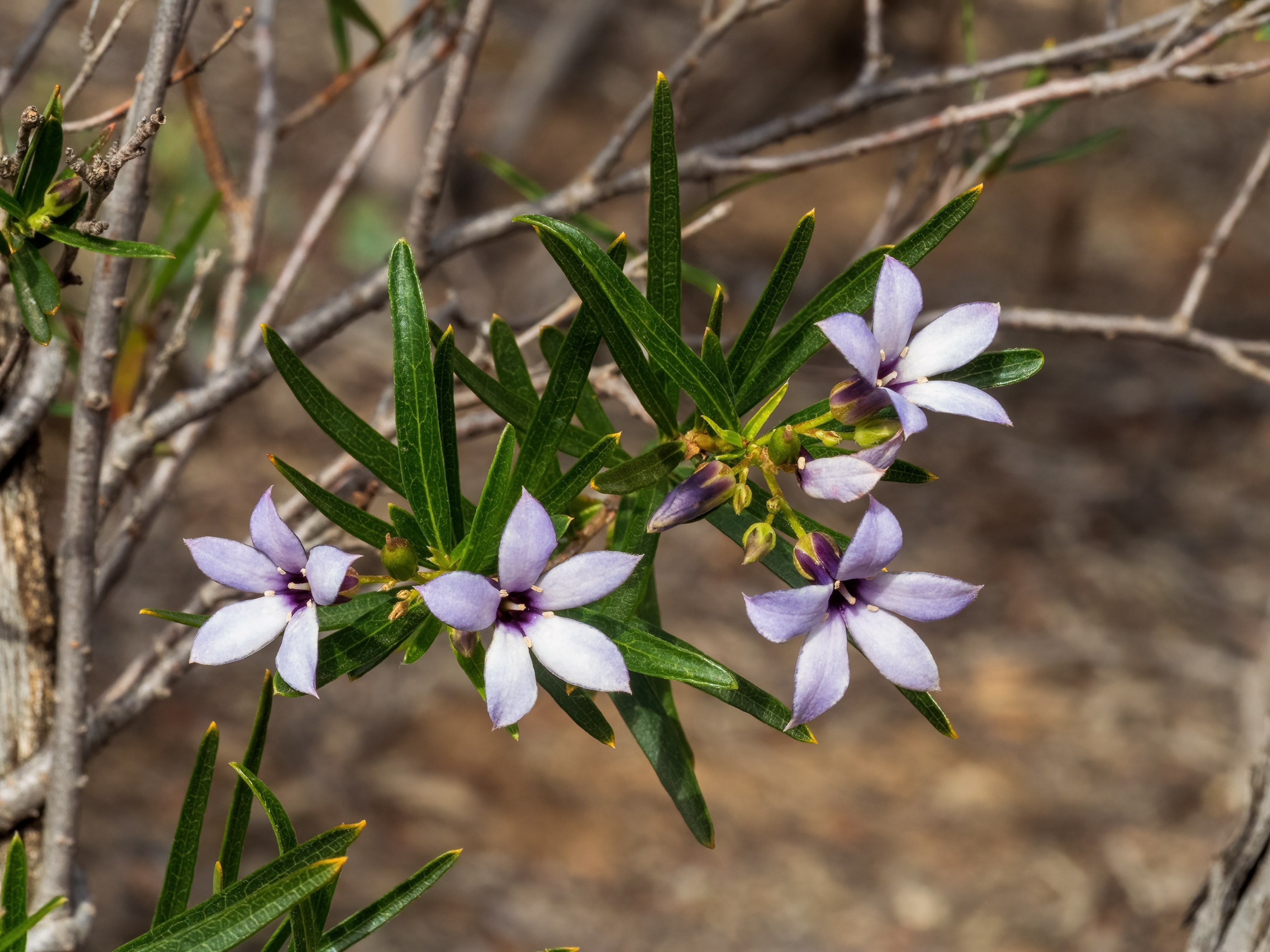 A spreading or twining perennial herb found in the Australian Mallee desert known as the Sweet Apple Berry (Billardiera cymosa)