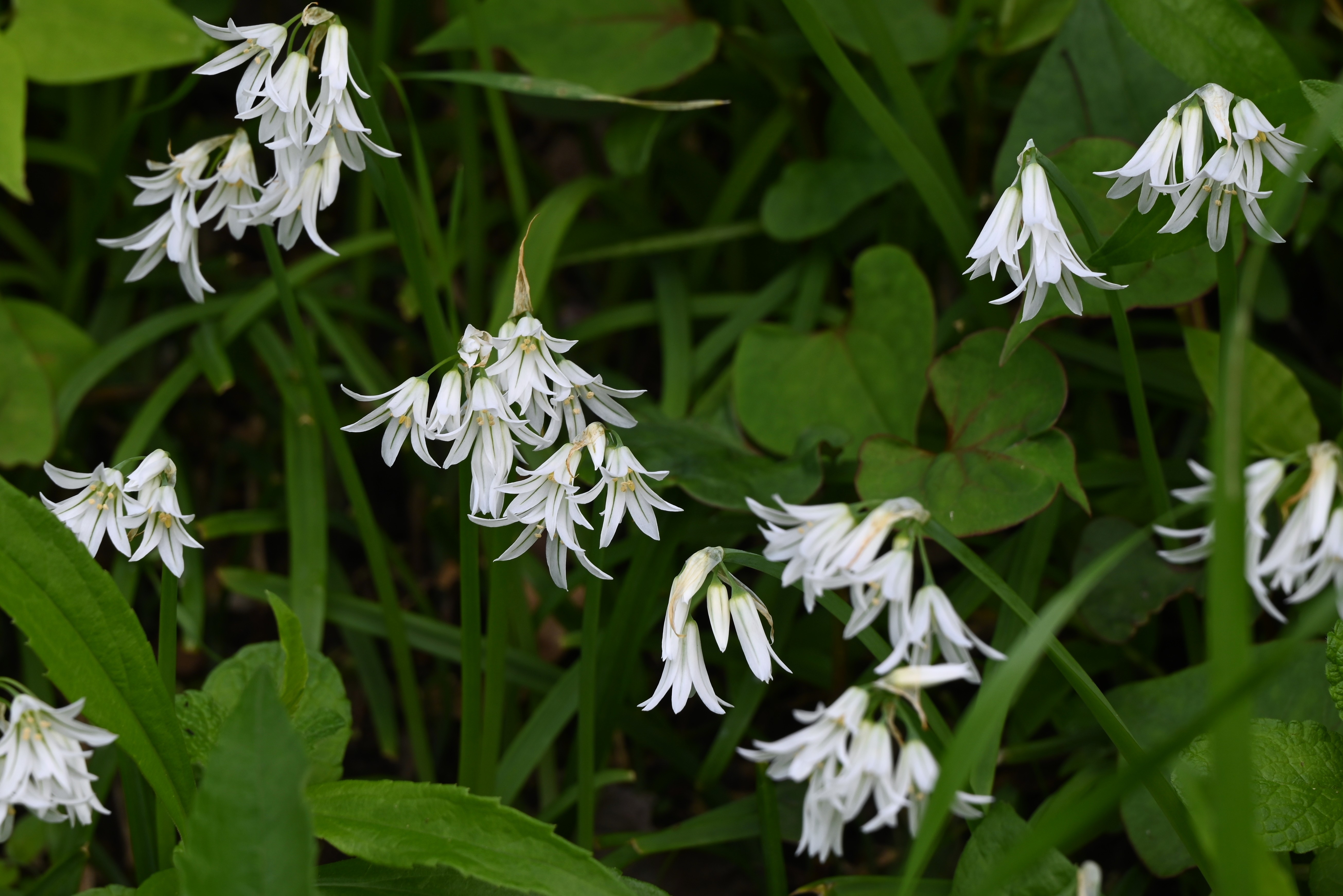 Shutterstock 2621725757 three cornered garlic 2