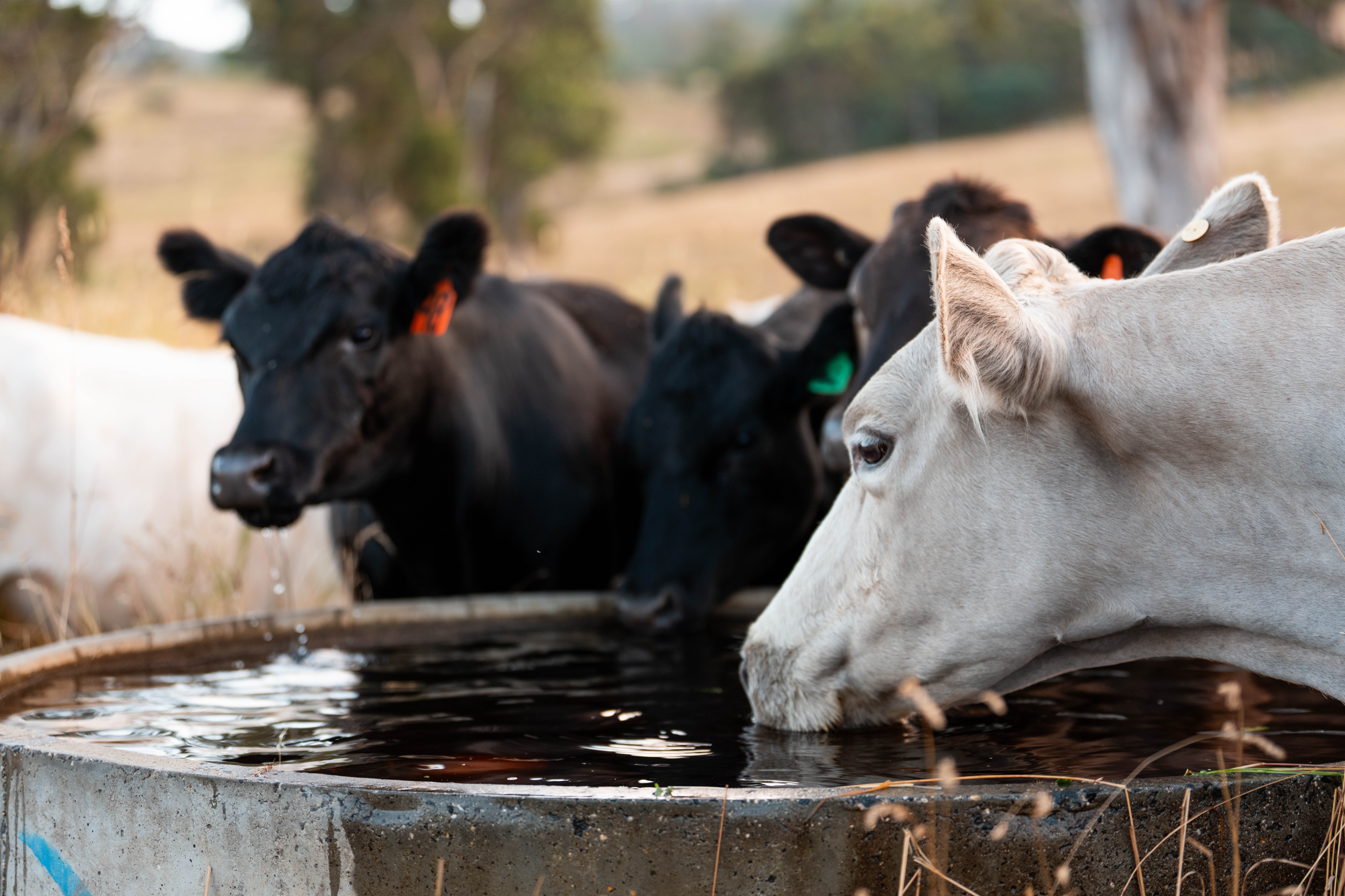 Shutterstock 2626095881 stock trough