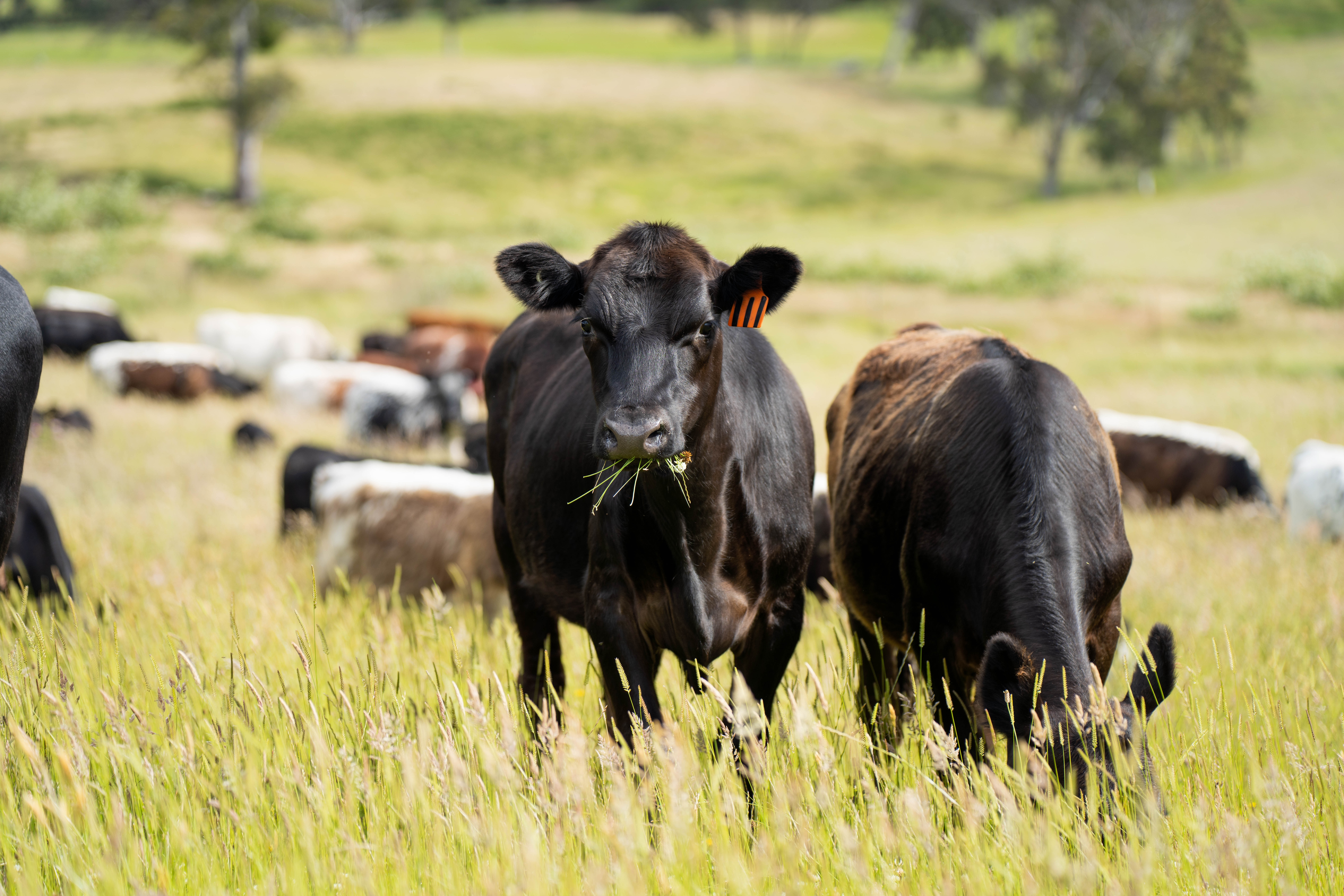 beautiful cattle in Australia  eating grass, grazing on pasture. Herd of cows free range beef being regenerative raised on an agricultural farm. Sustainable farming  in spring