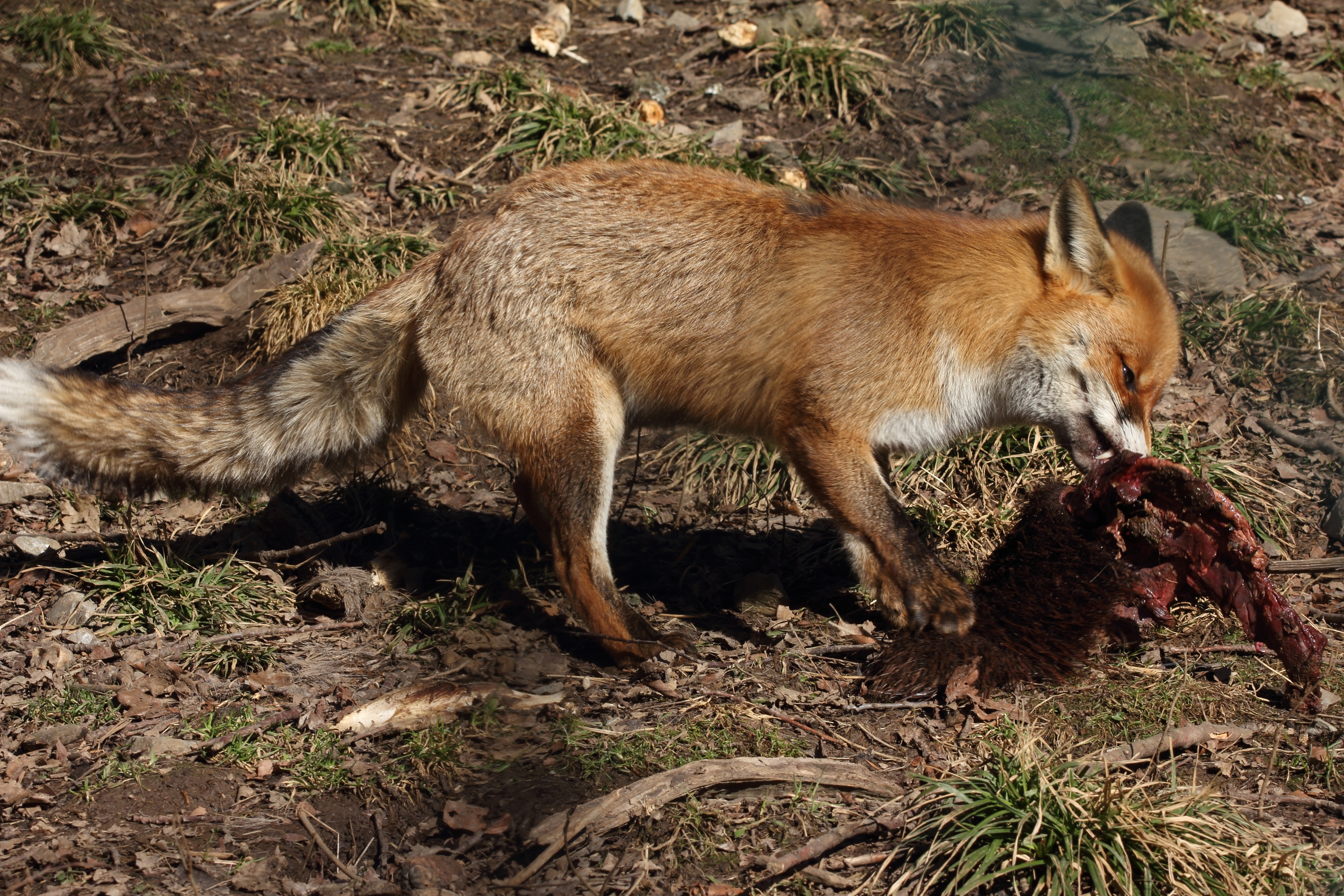 Shutterstock fox with prey