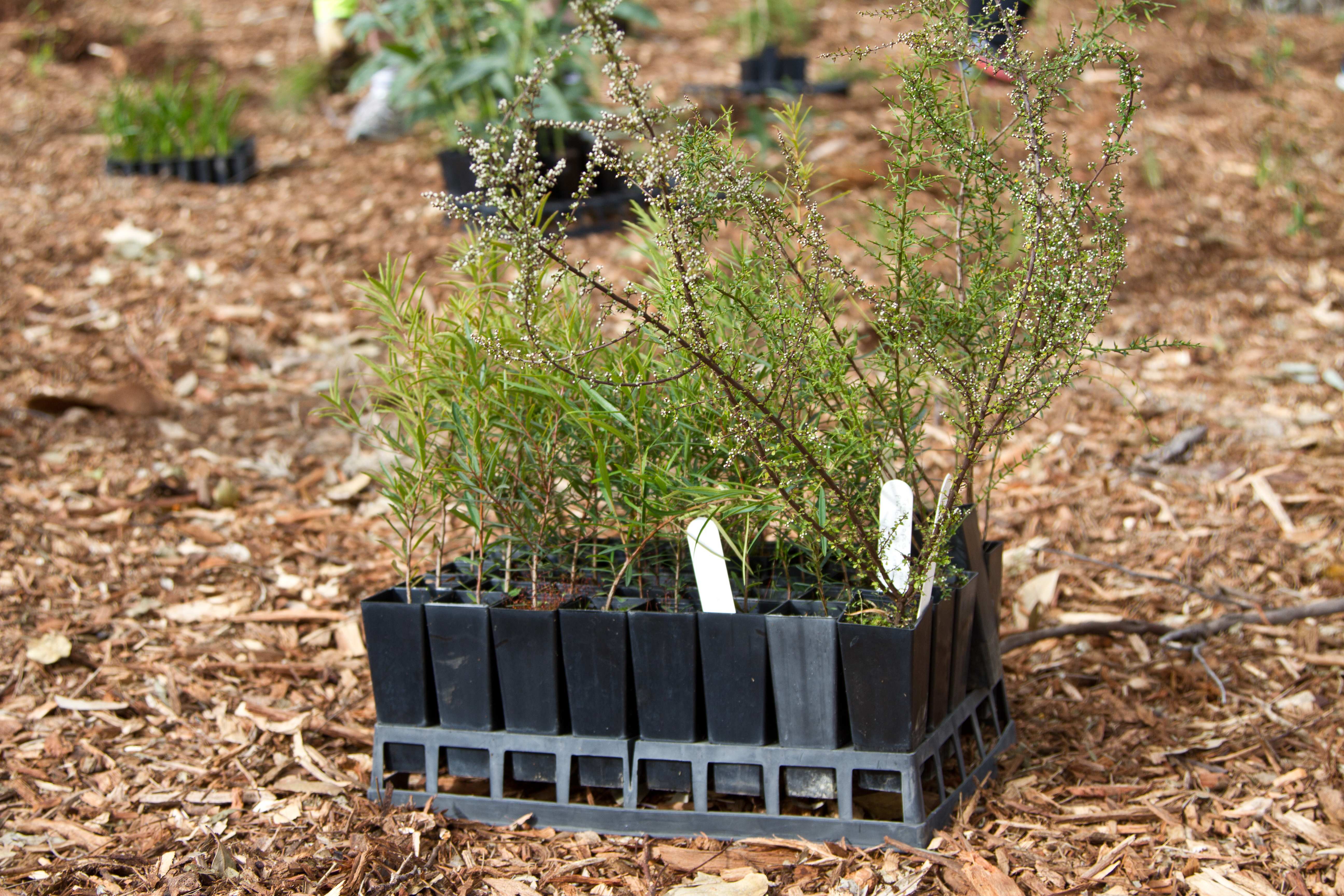 Shutterstock revege 2