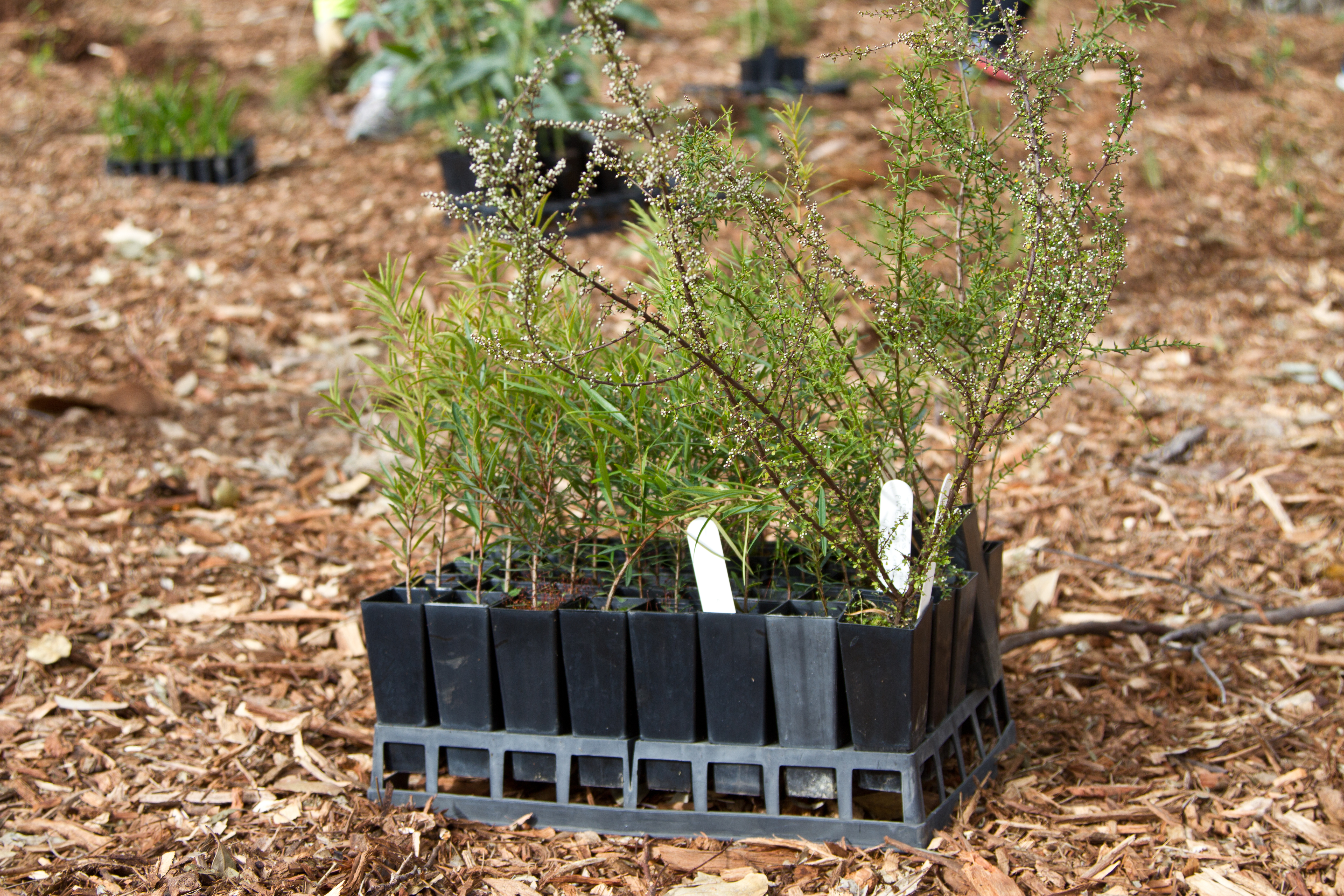 Australian native seedlings ready to be planted