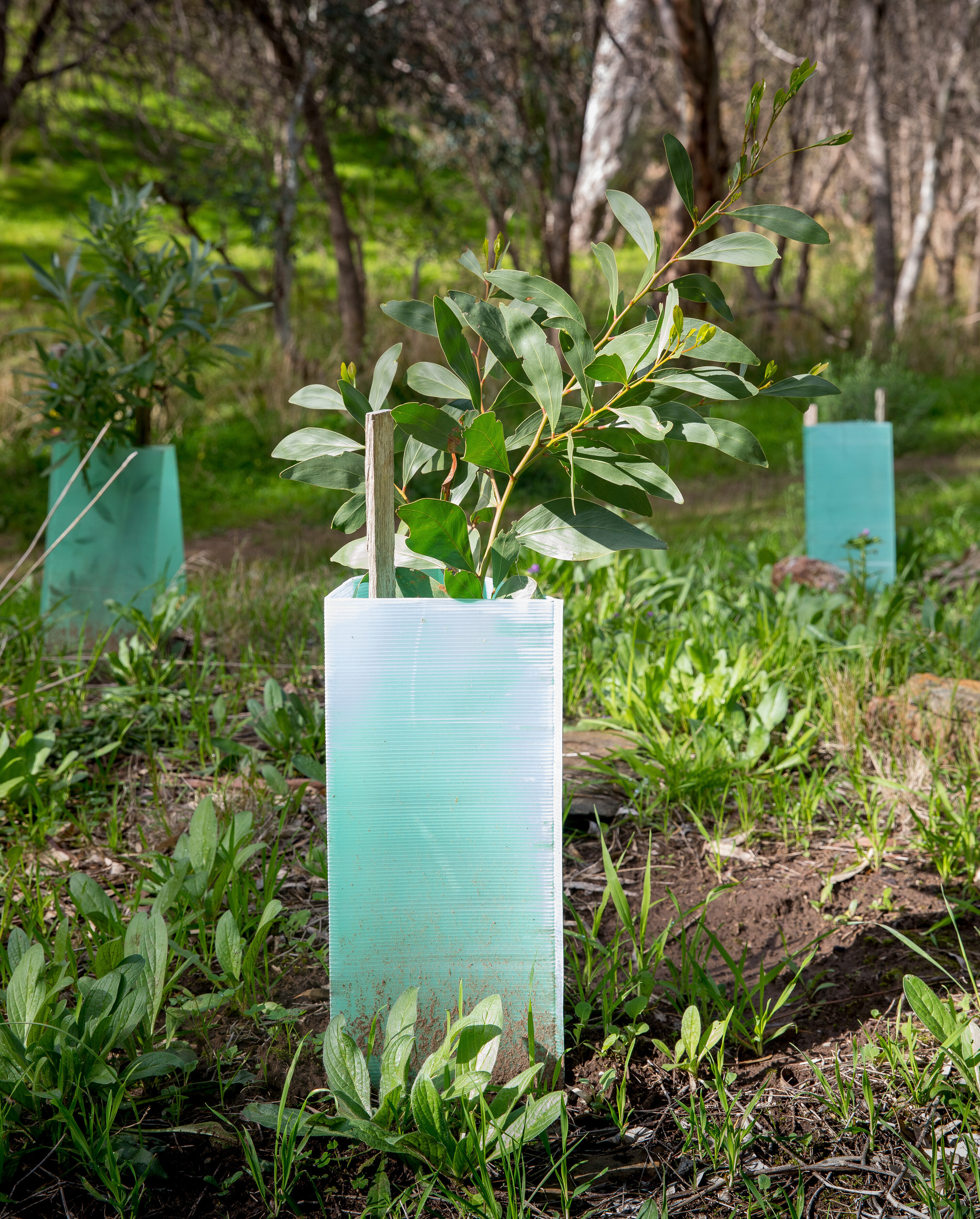 Revegetation