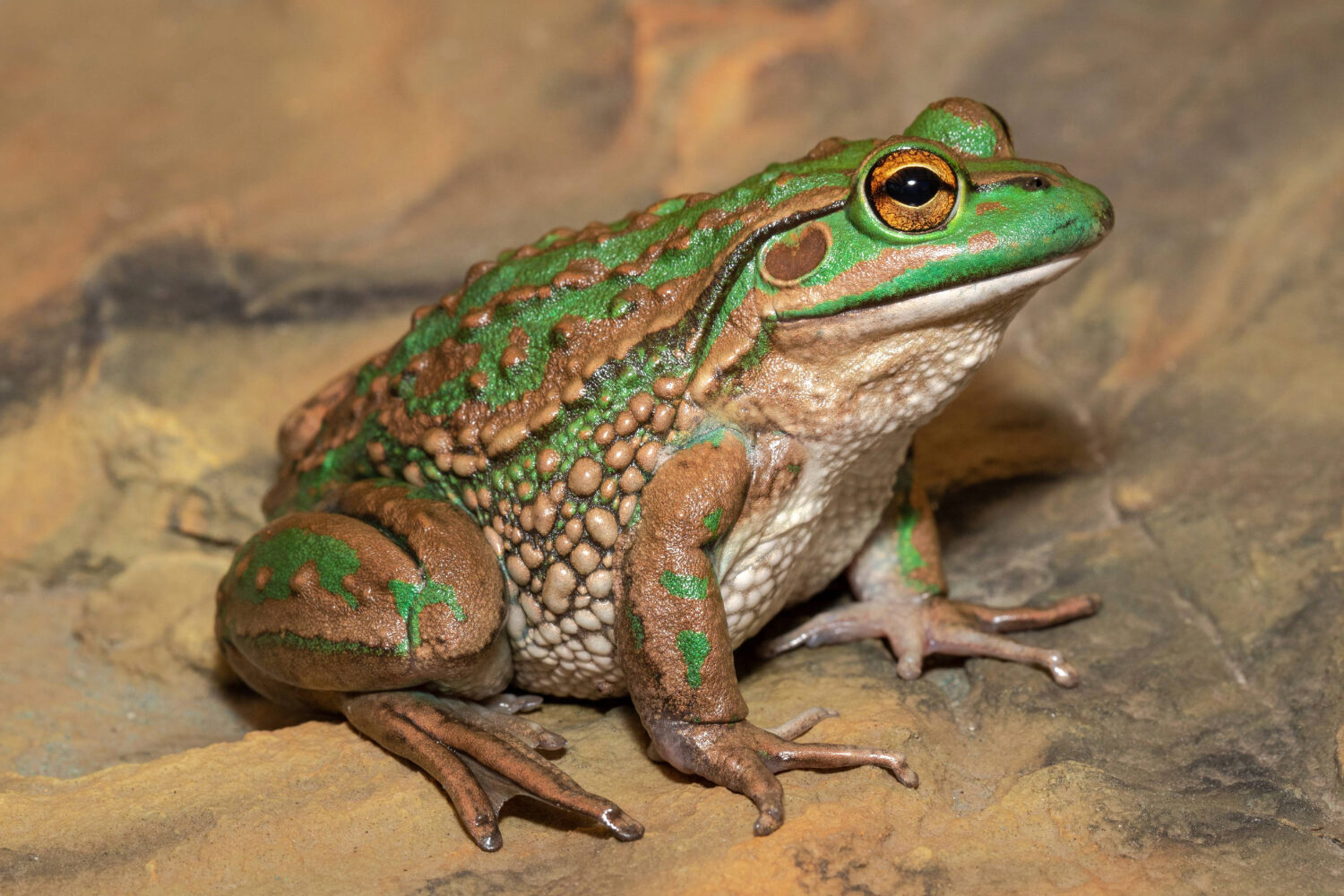 Southern bell frog