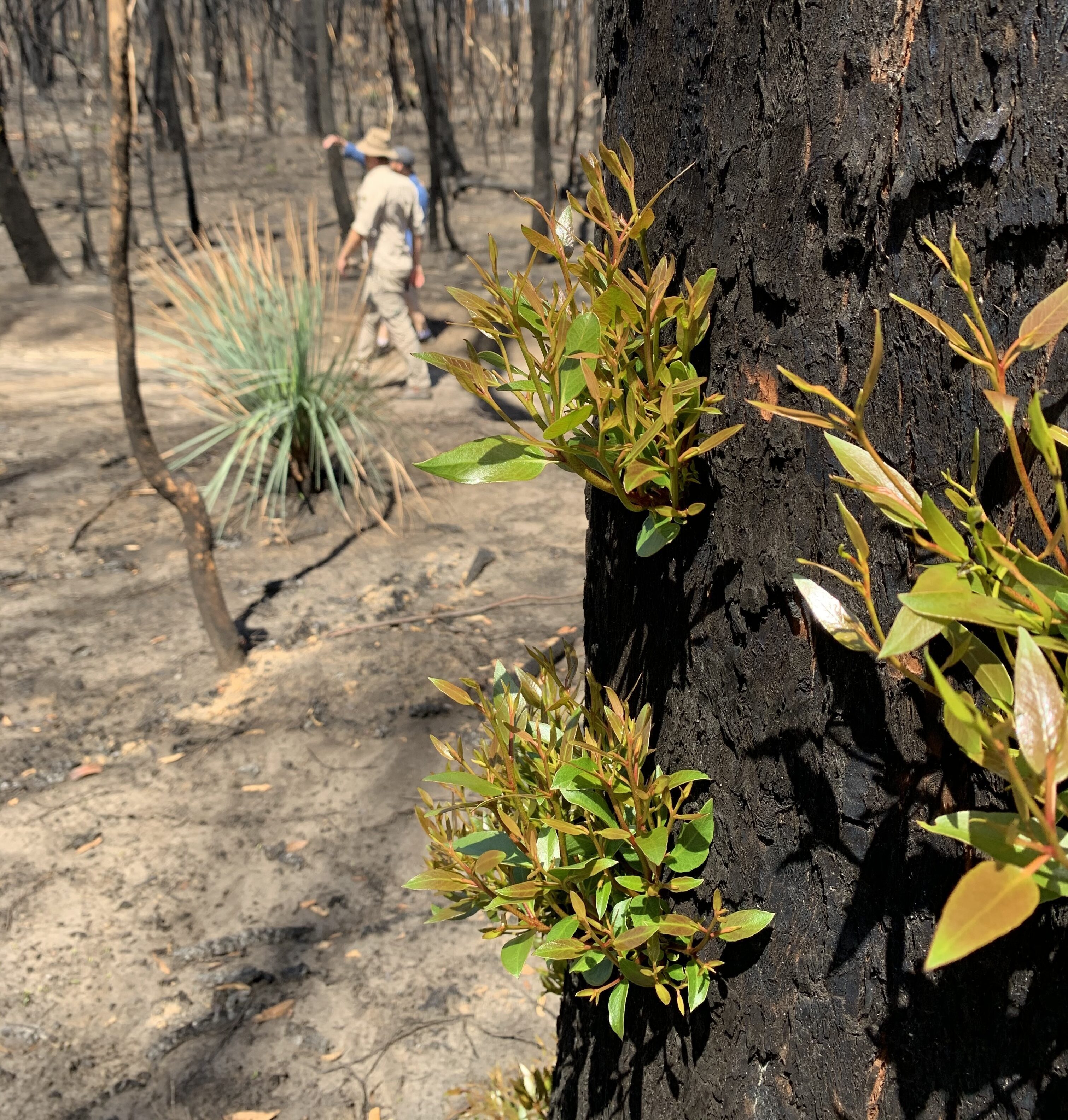 Trees resprouting Porter Scrub Abbie Thomas